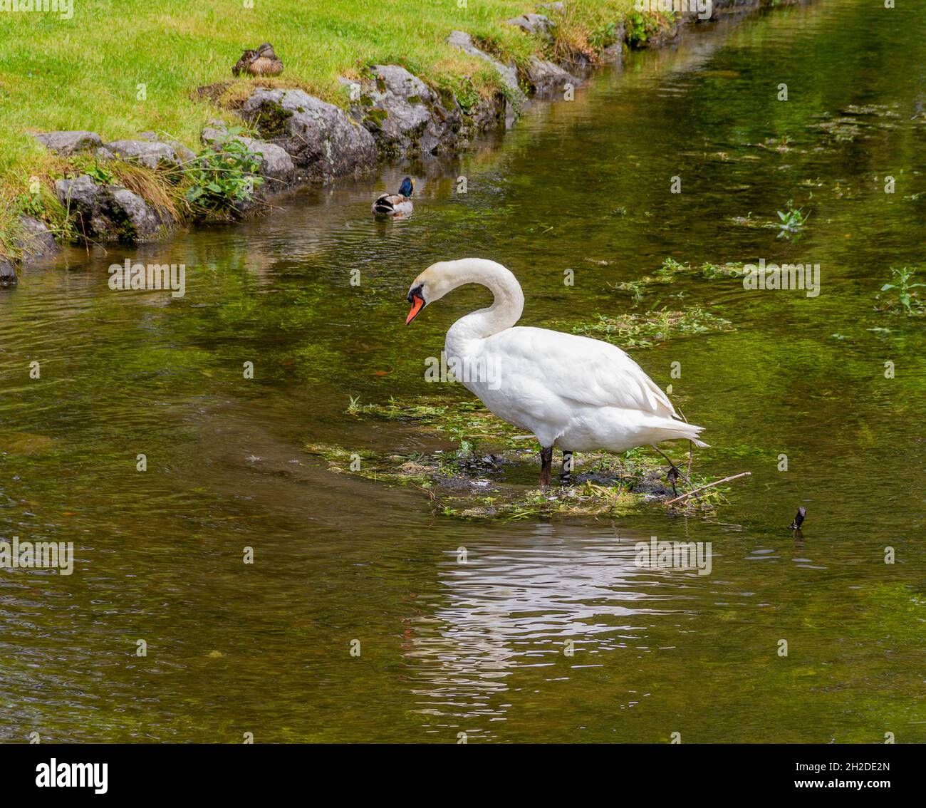 Swan in riparian ambiance at summer time Stock Photo