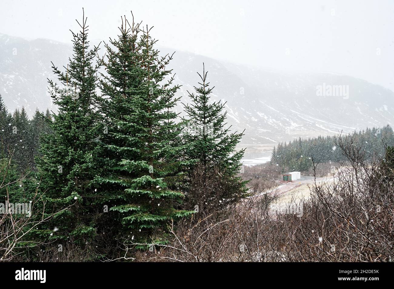 Picturesque view of coniferous trees growing against majestic mount under foggy sky in snowfall in Iceland Stock Photo