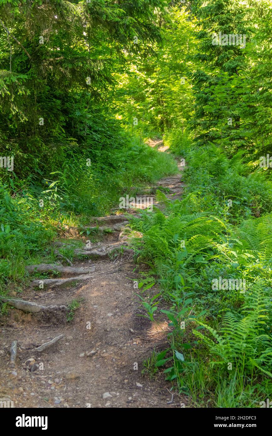 Forest track in Bavaria at summer time Stock Photo