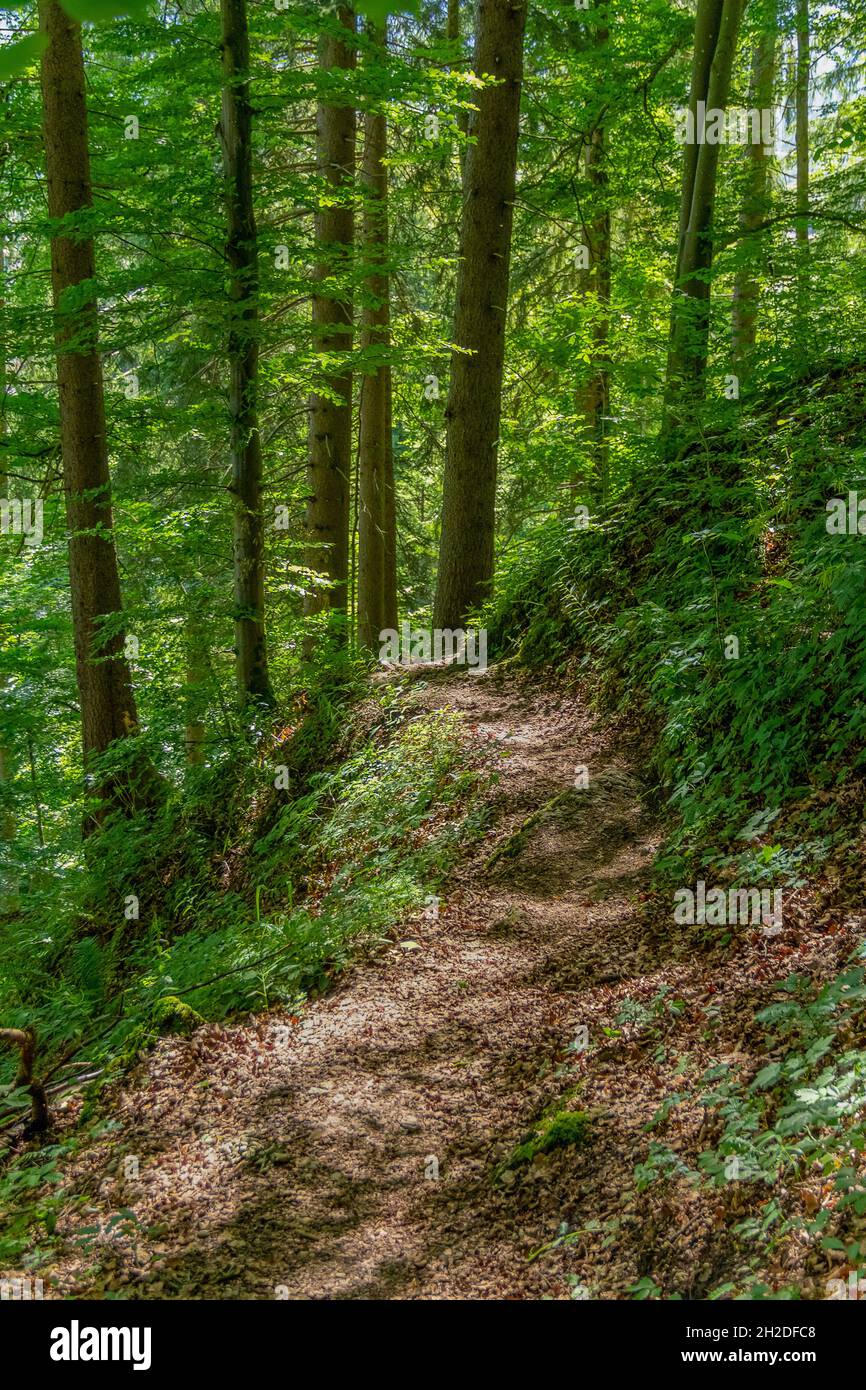 Forest track in Bavaria at summer time Stock Photo