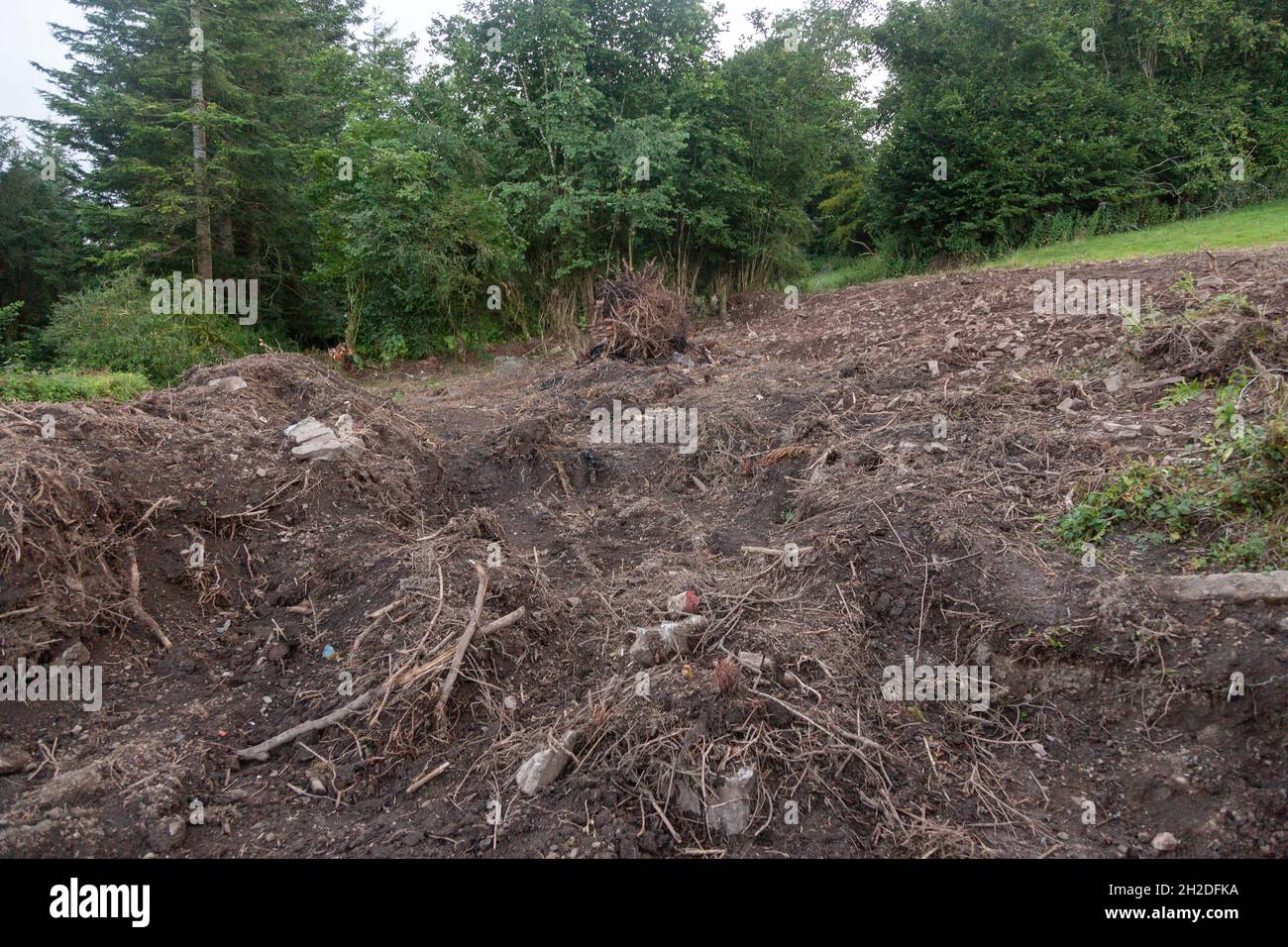 Dramatic gardening, High Bickington, Devon, England, United Kingdom. Stock Photo