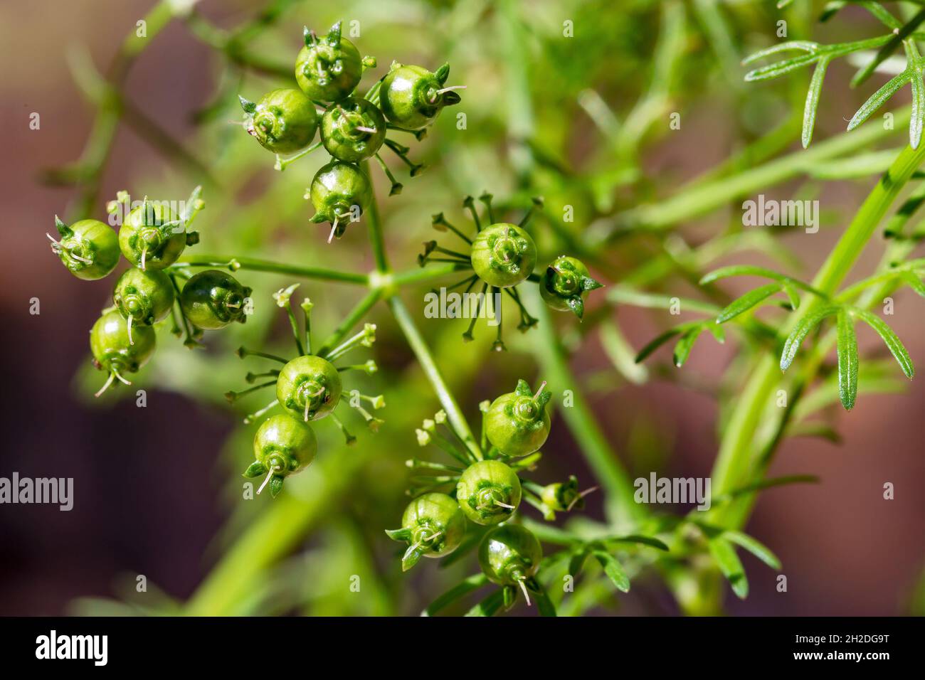macro shot of fresh green coriander (Coriandrum sativum)  seeds on plant. Stock Photo