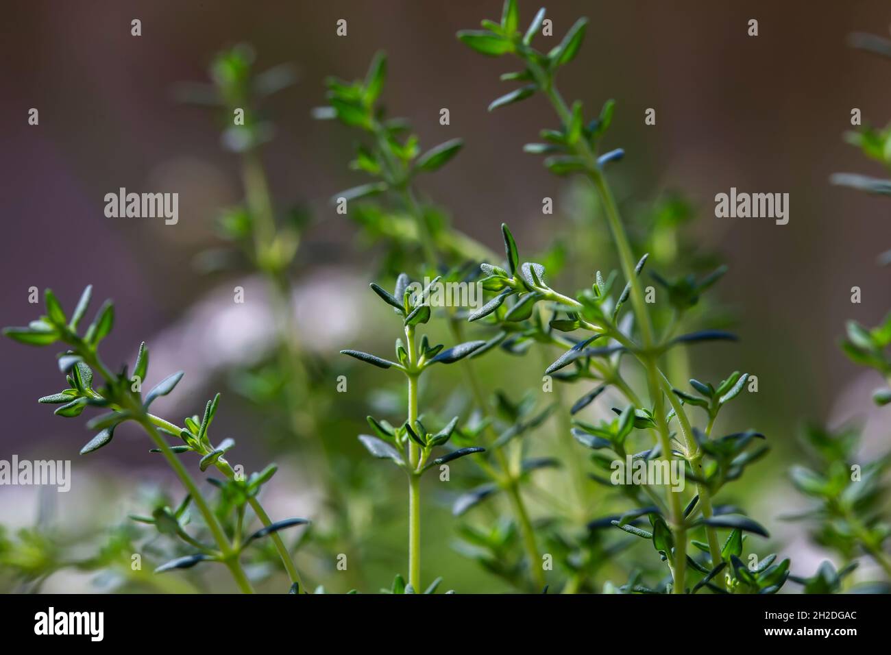 Thyme plants hires stock photography and images Alamy