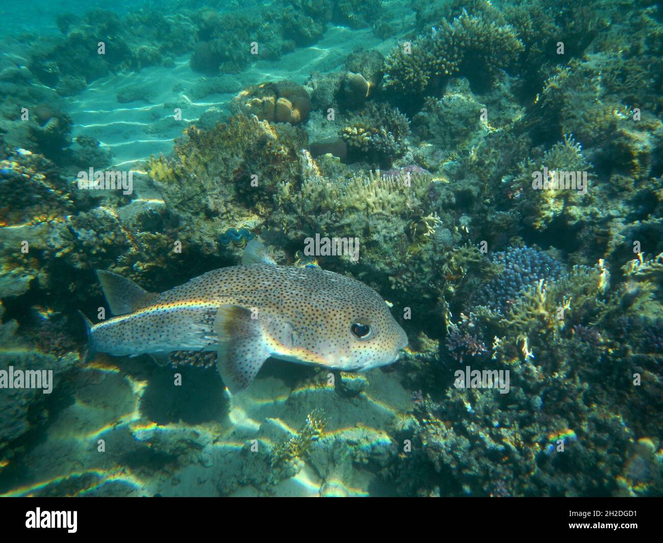 Gepunkteter Igelfisch / Spotted Porcupinefish / Diodon hystrix Stock