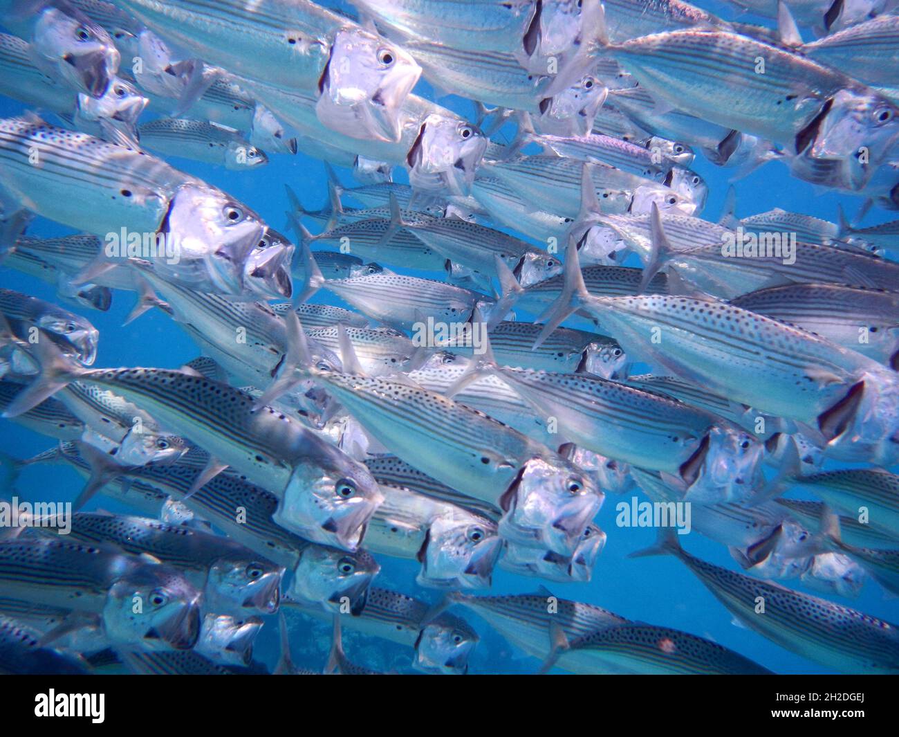 Indische Makrele oder Großmaul-Makrele  / Indian mackerel / Rastrelliger kanagurta Stock Photo