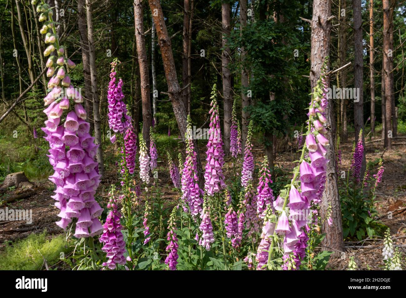 Foxglove digitalis plants on forest clearing, selective focus Stock Photo