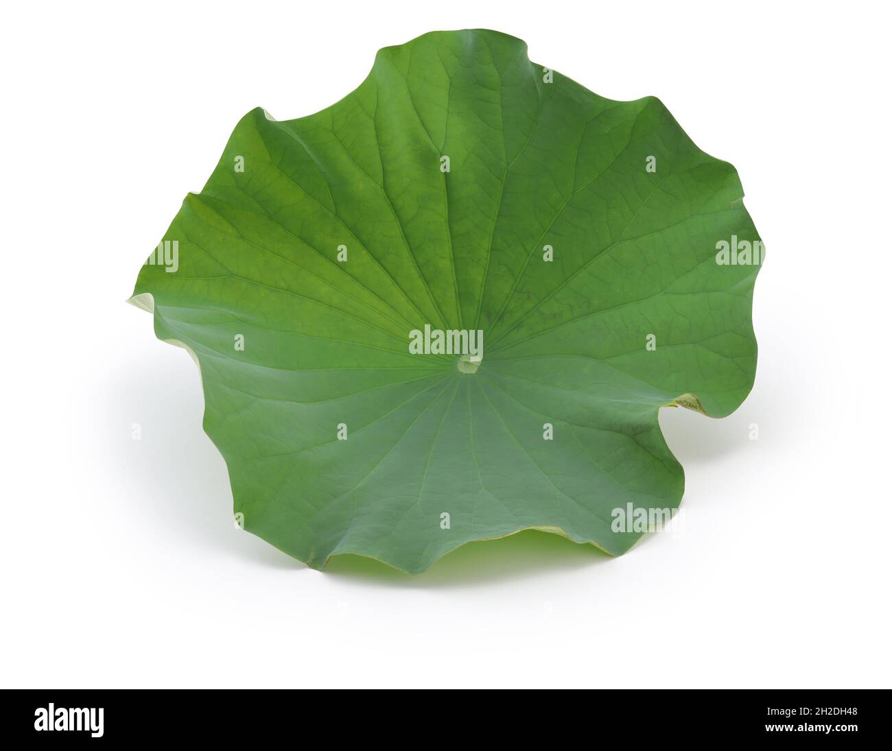 lotus leaf isolated on white background Stock Photo