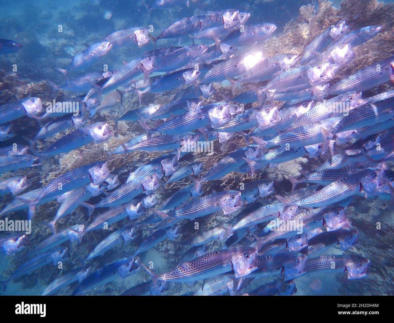 Indische Makrele oder Großmaul-Makrele  / Indian mackerel / Rastrelliger kanagurta Stock Photo