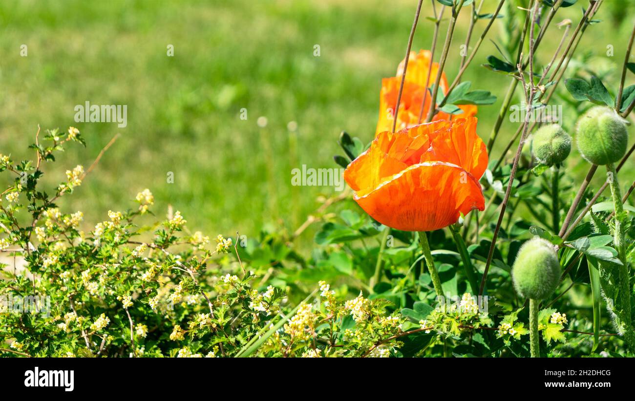 The orange papaver or poppy grows in a garden or meadow among other plants. The concept of gardening or meadow grasses. Stock Photo