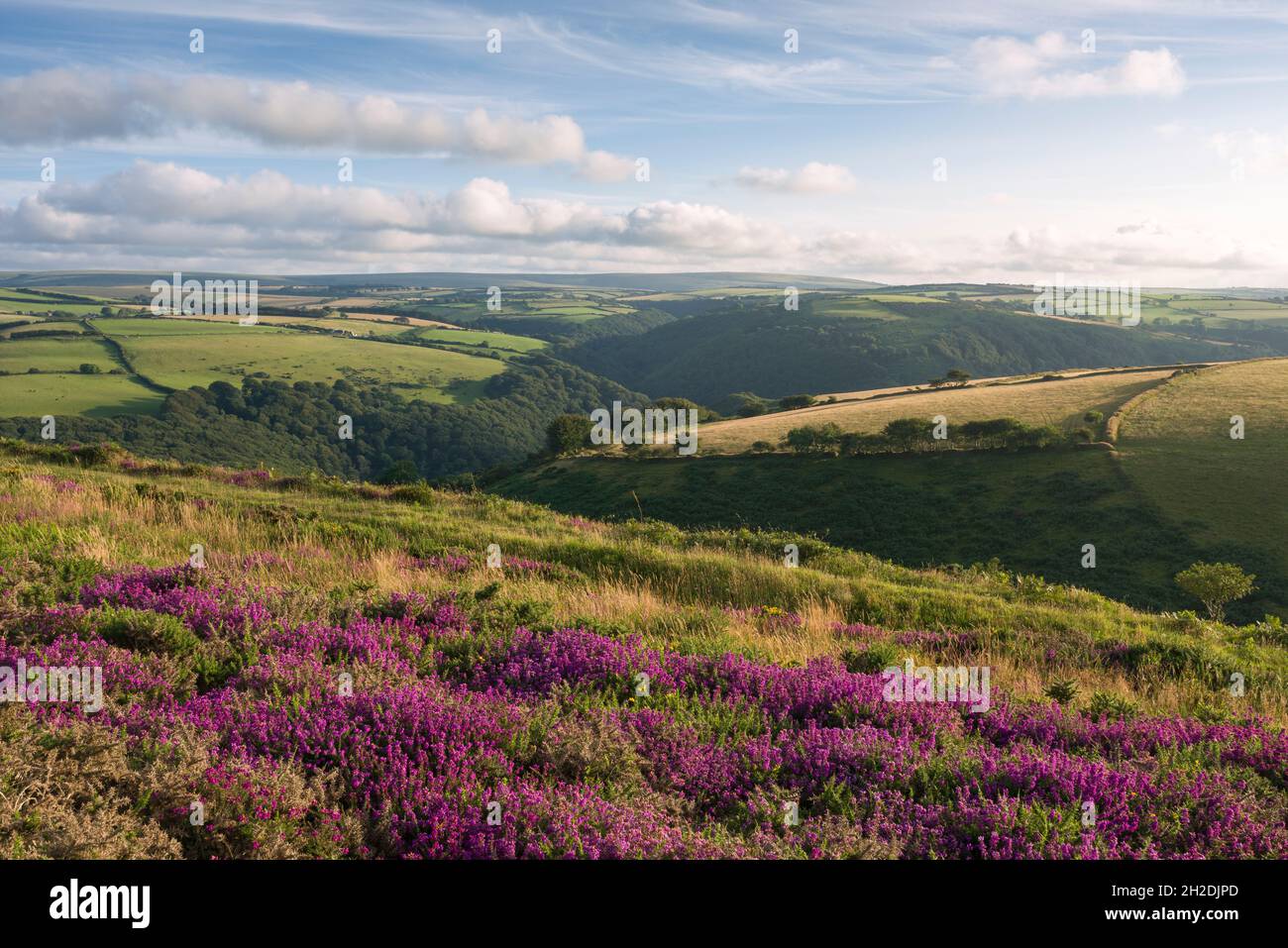 Summer evening sunlight over the East Lyn Valley in Exmoor National Park from Countisbury Common, Devon, England. Stock Photo