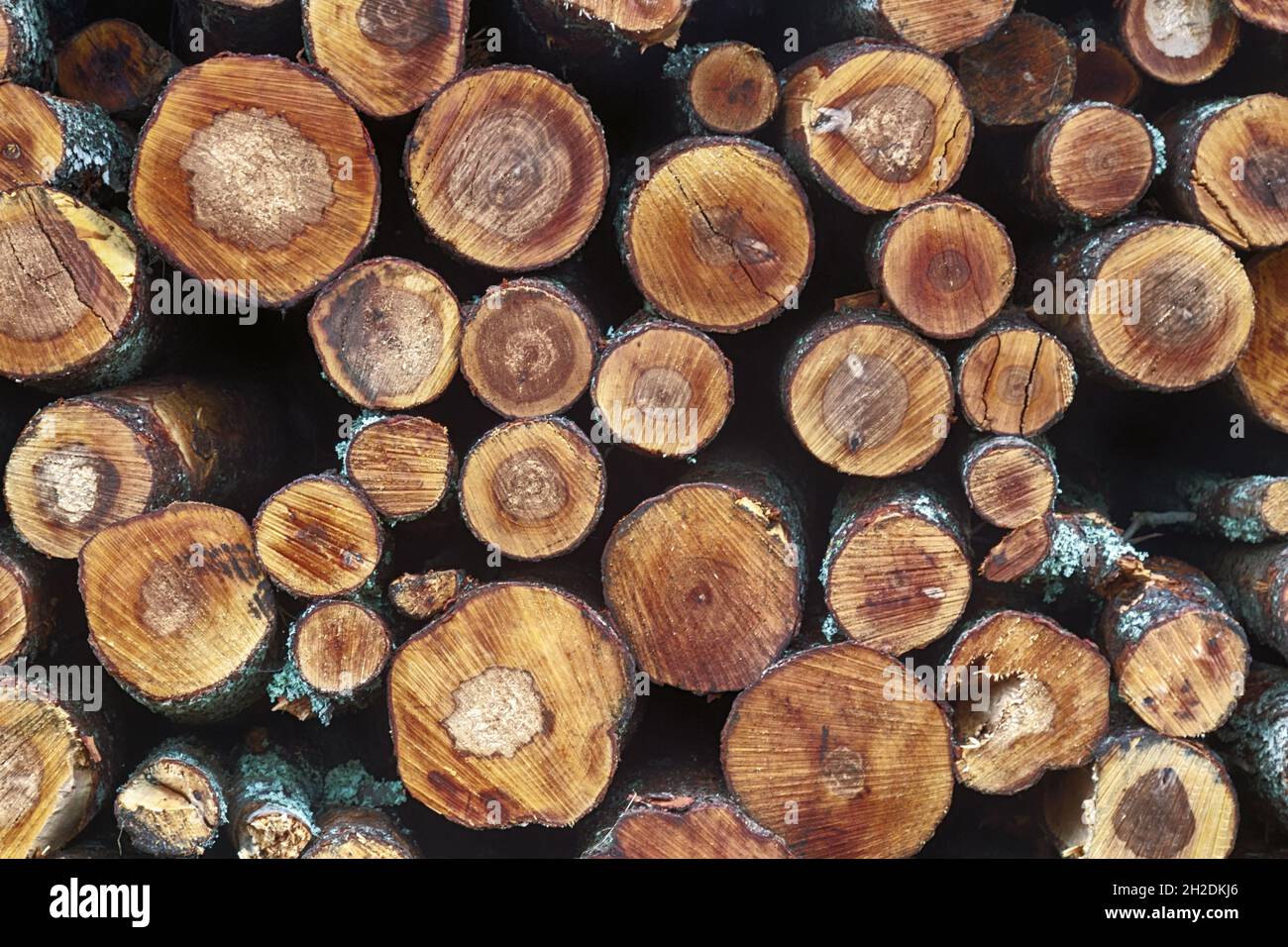 Forestry. A stack of alder logs that was cut down in the autumn and has a reddish color of wood