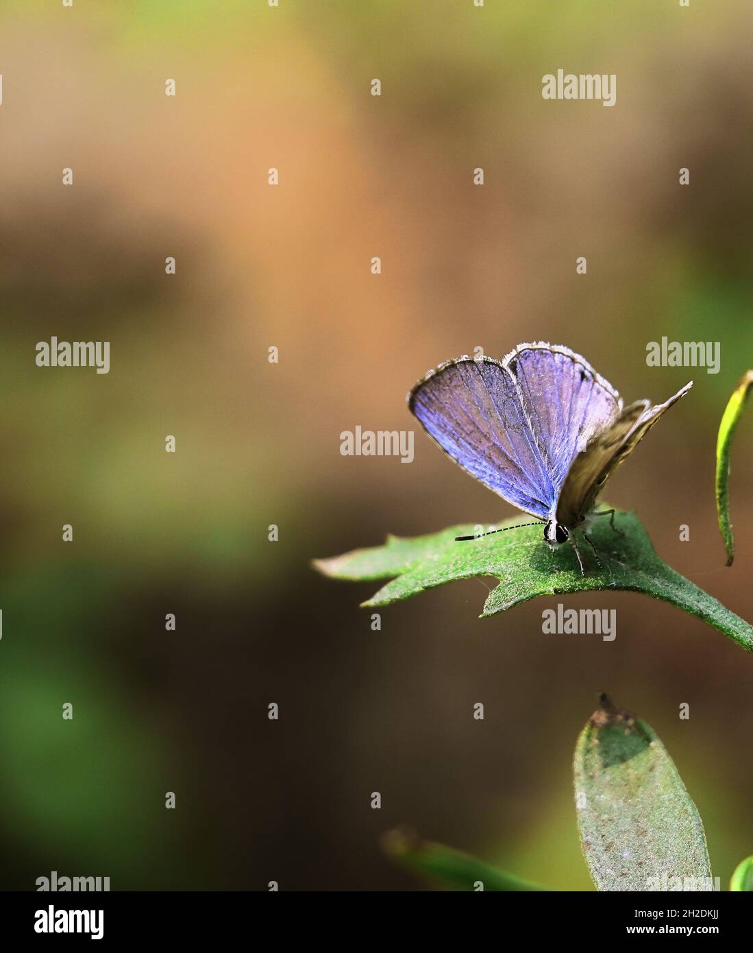 Asian zebra blue butterfly hi-res stock photography and images - Alamy