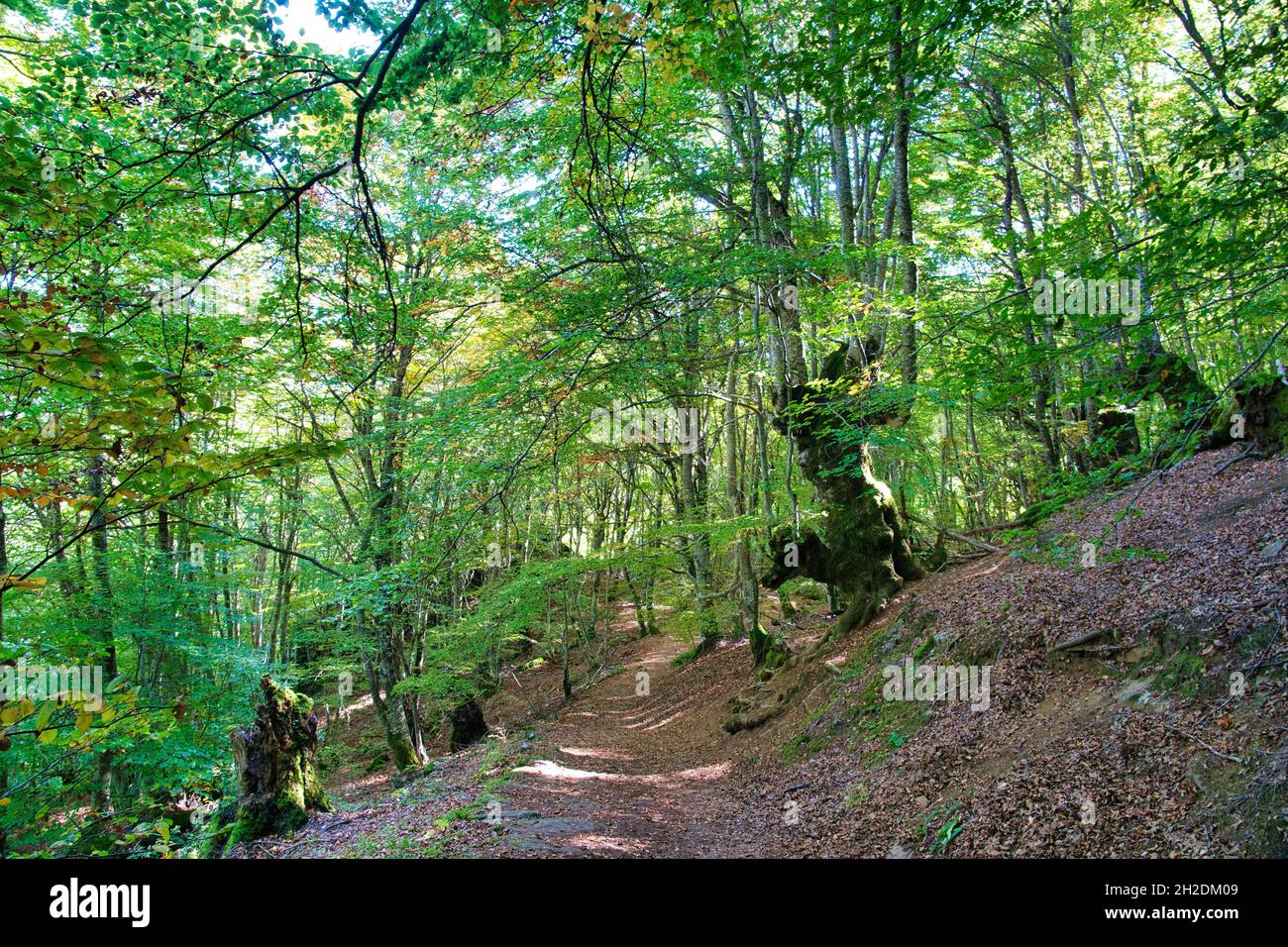 Walking pad in Carlac forest Stock Photo - Alamy