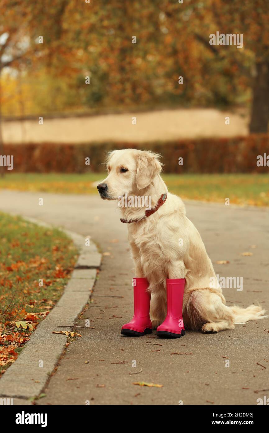 labrador boots