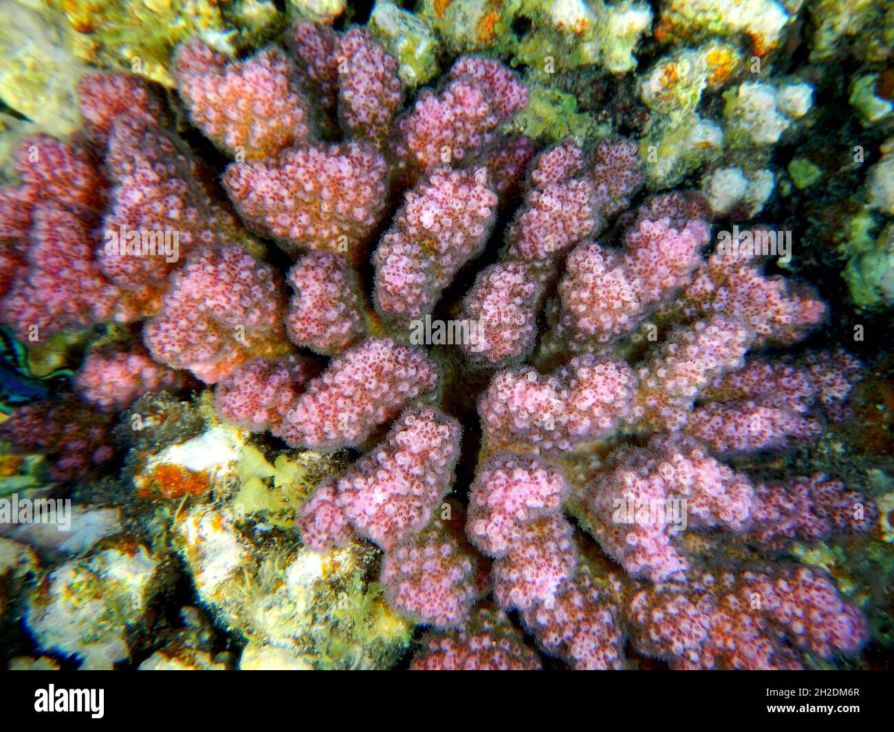 Himbeerkoralle oder Buschkoralle / Cauliflower coral / Pocillopora damicornis Stock Photo