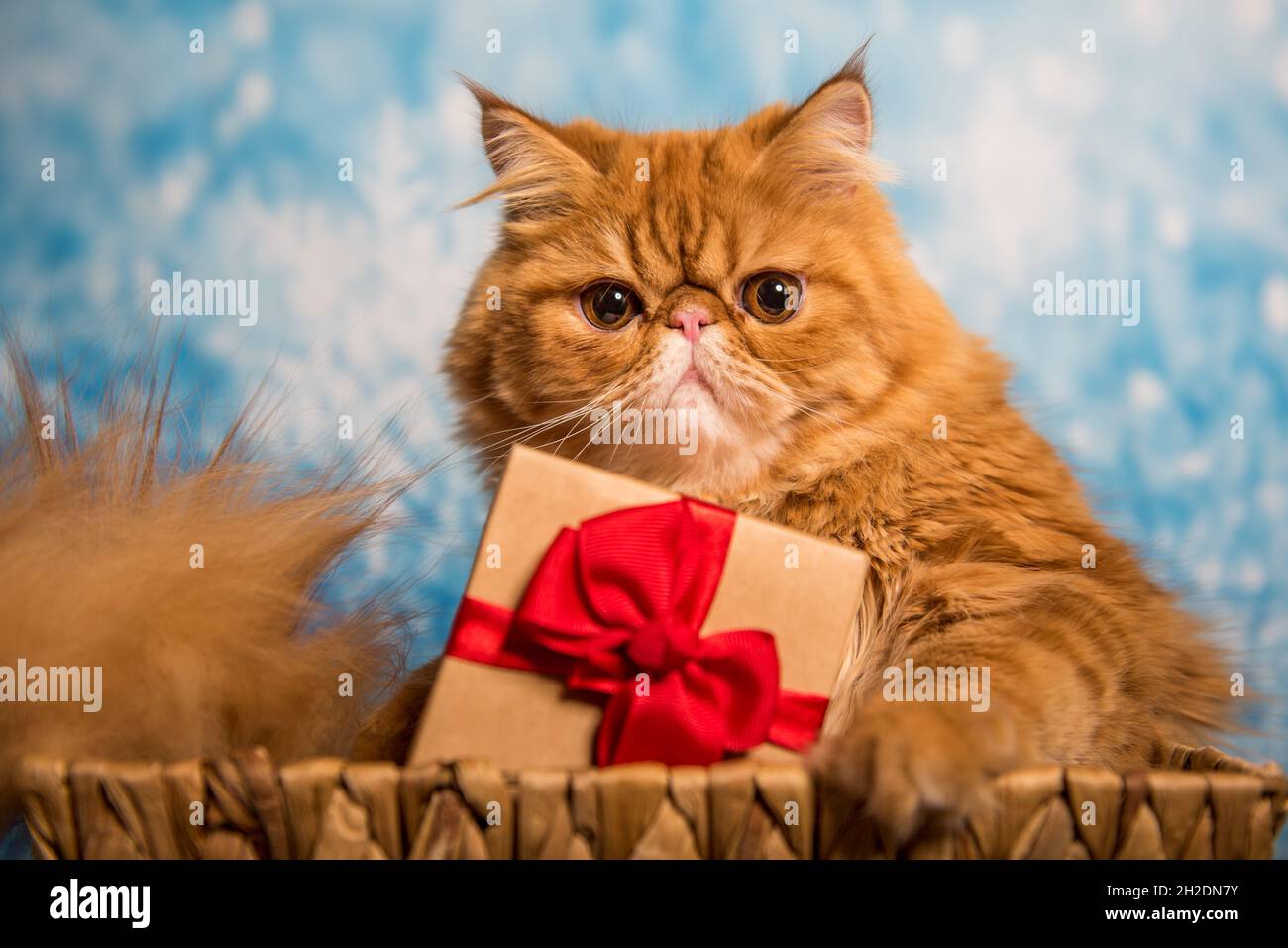 Red Persian cat with gift box on Christmas Stock Photo
