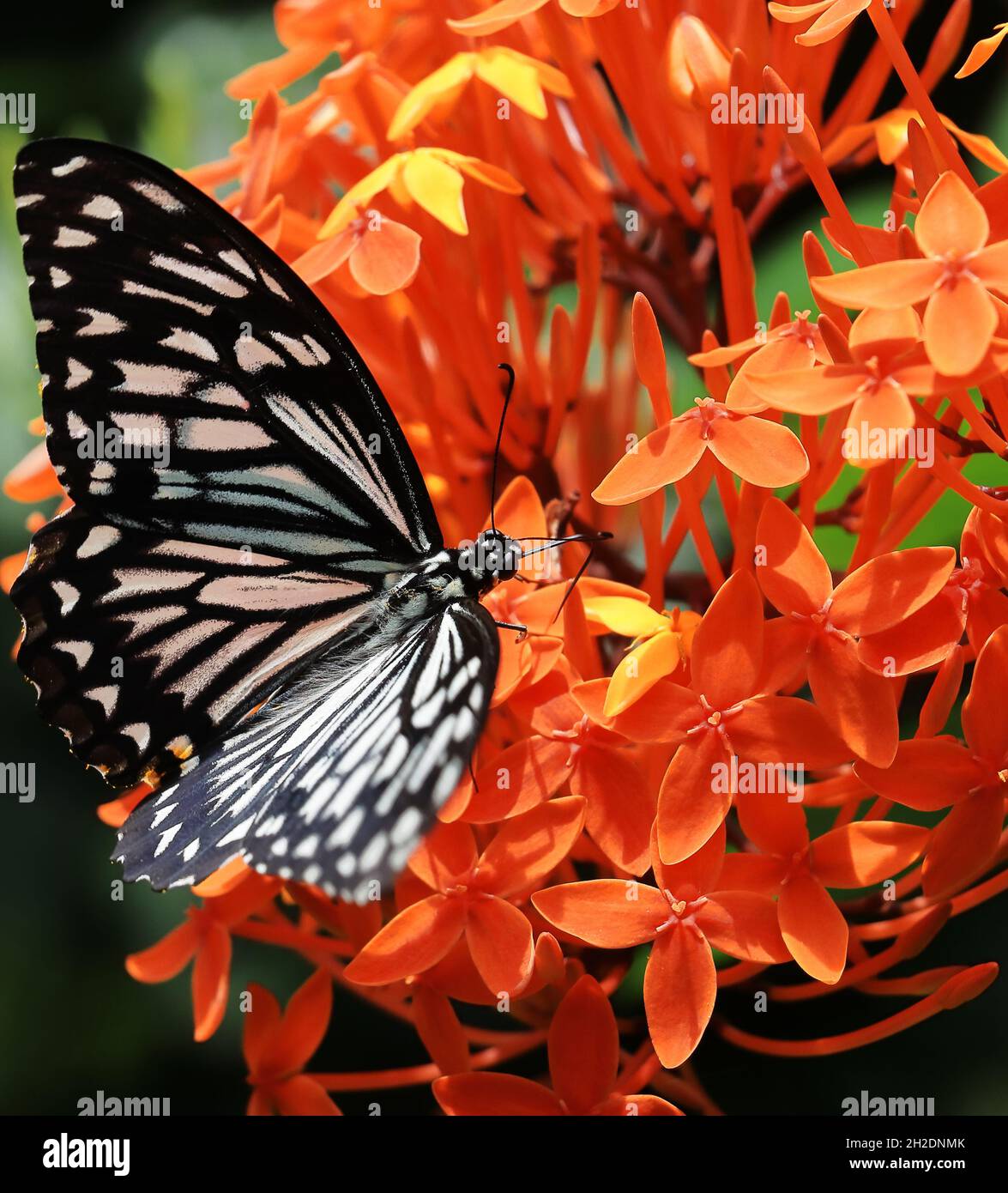 papilio clytia or common mime butterfly in spring season Stock Photo