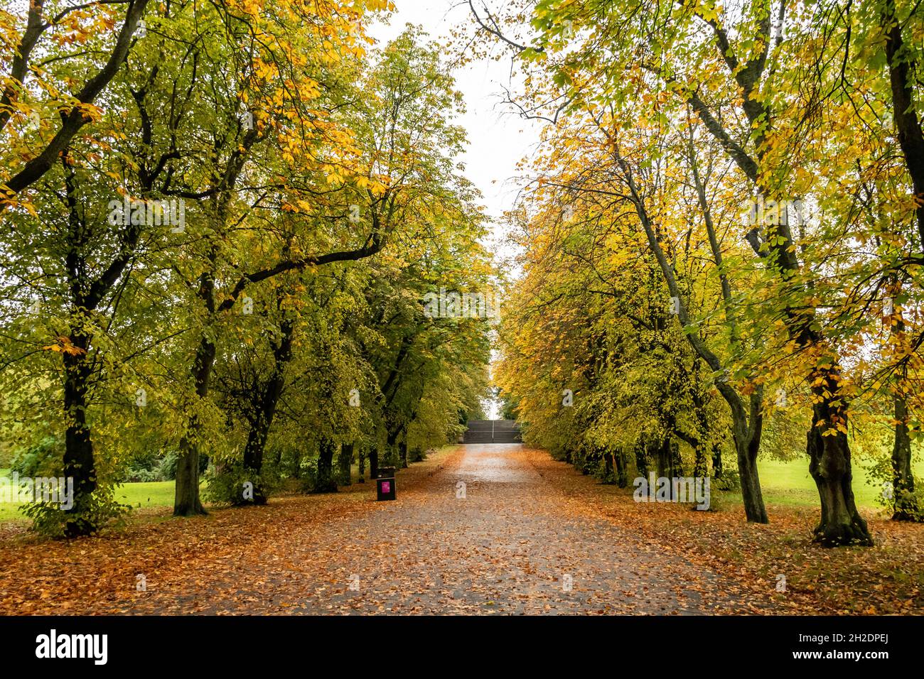 Queen's Park looking south from Victoria Road Entrance. It is the middle of autumn and the footpath is covered in leaves from the overhanging trees. Stock Photo