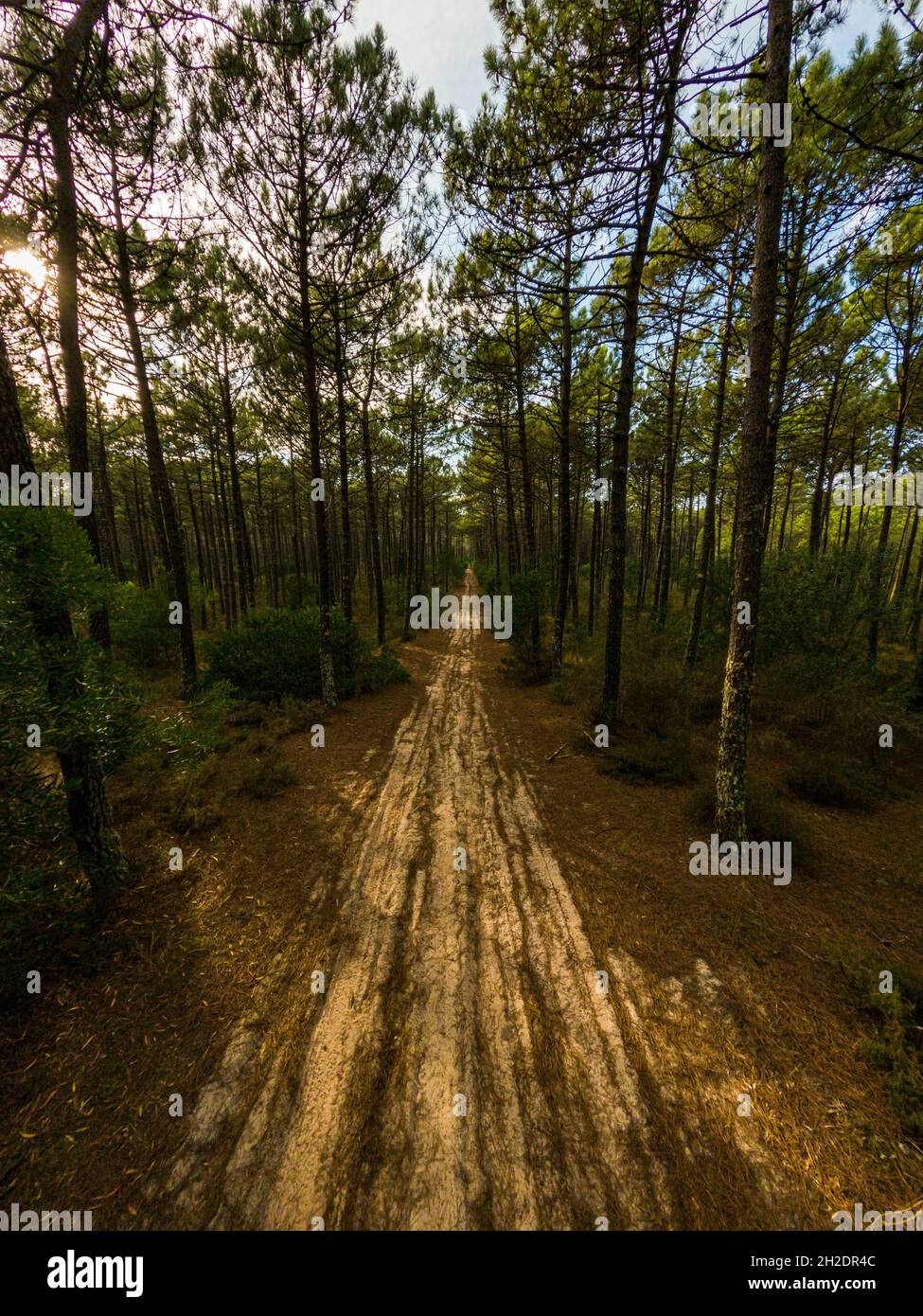 Pine trees forest view in Maceda, Ovar Portugal Stock Photo Alamy