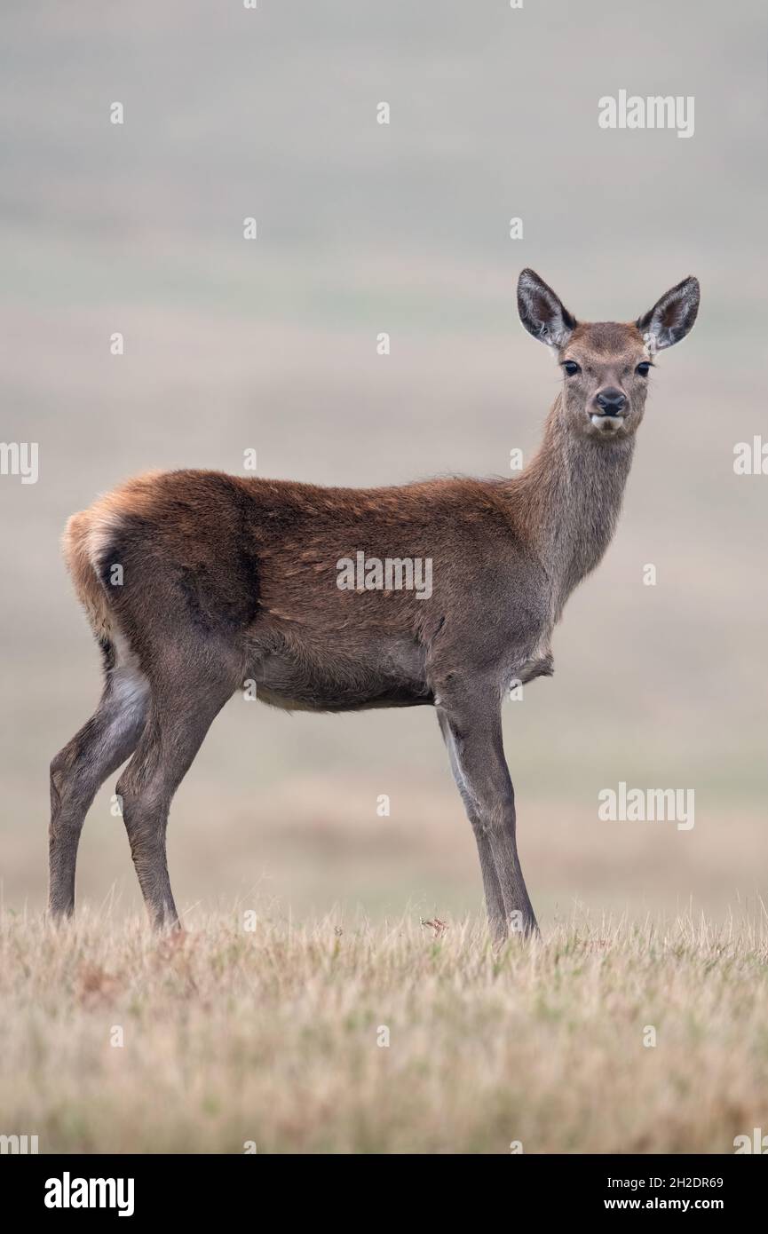 Red Deer Calf (Cervus elaphus) in a field at the edge of a forest Stock Photo