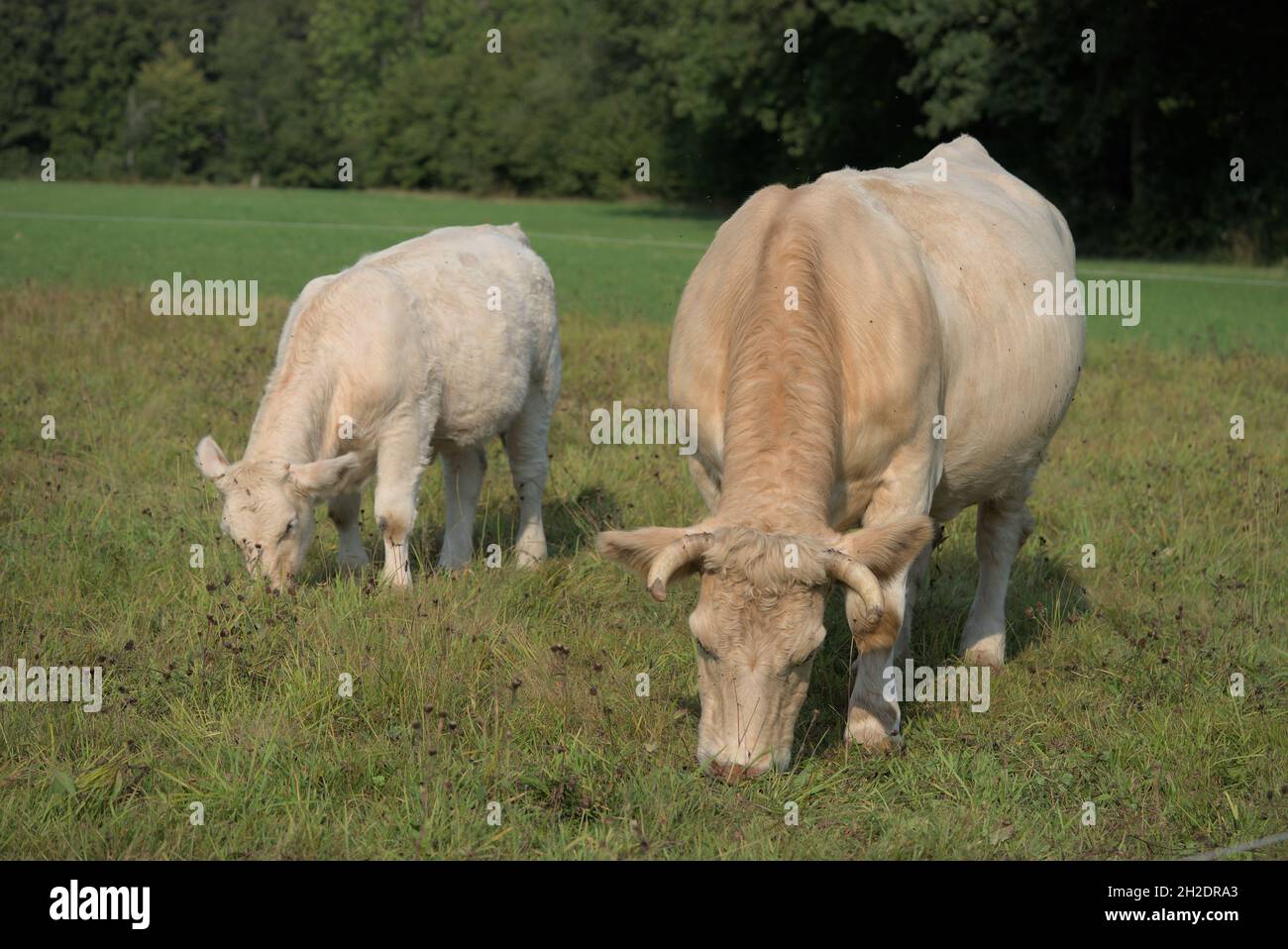 white Charolais cow and her calf Stock Photo