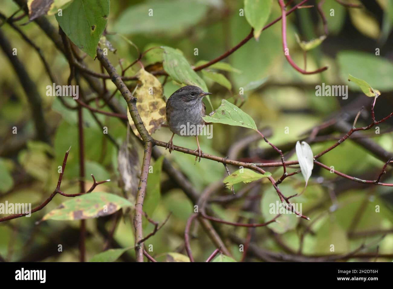 Close-Up Image of a Dunnock (Prunella modularis) Facing Camera While Perched on Twigs Against an Autumn Leafy Background in England, UK Stock Photo