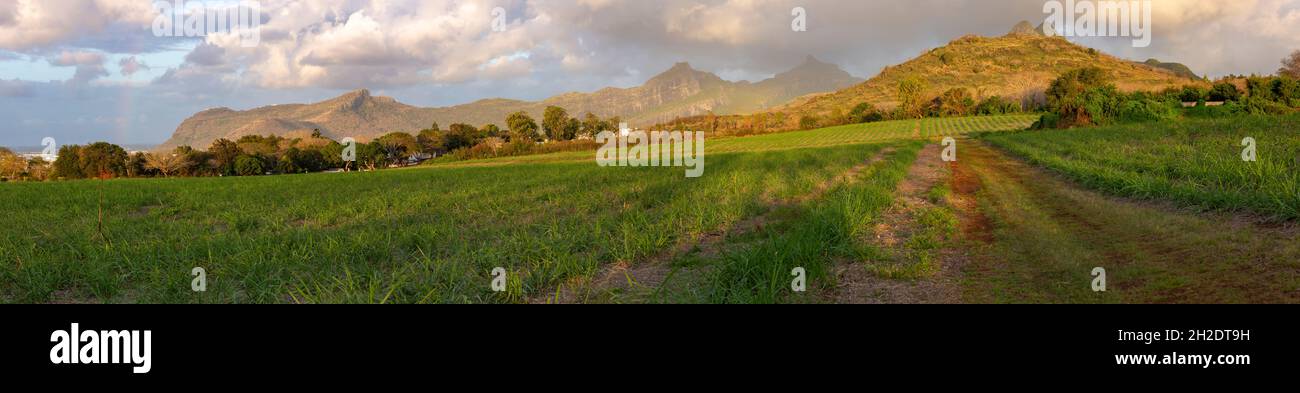 panorama of sugarcane field and the mountains Stock Photo