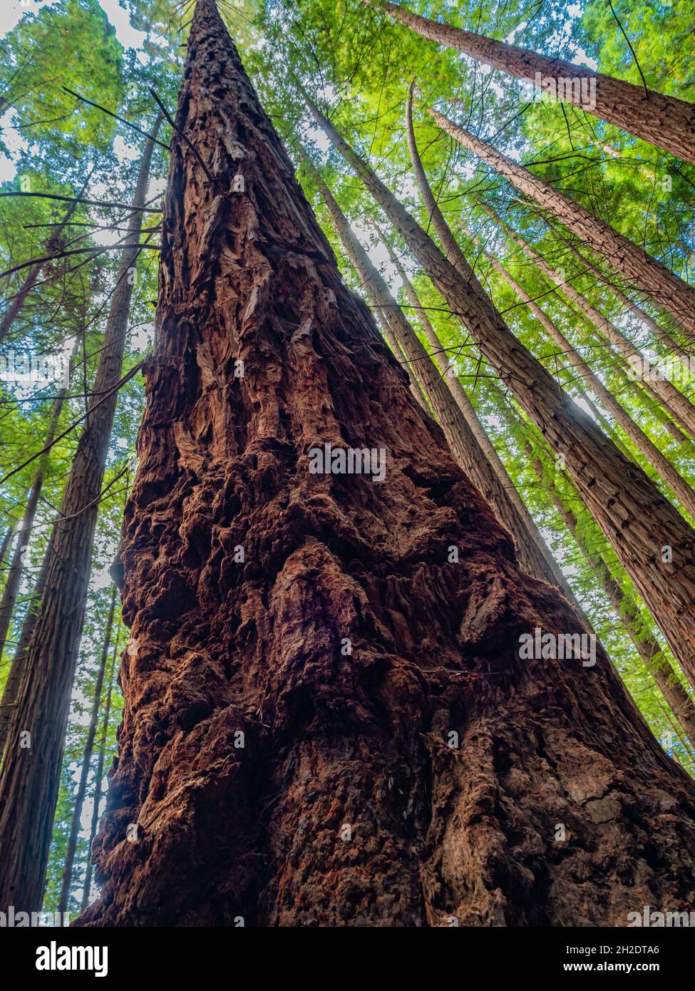 Vertical low angle shot of the tall trees in a Cantabria redwood forest ...