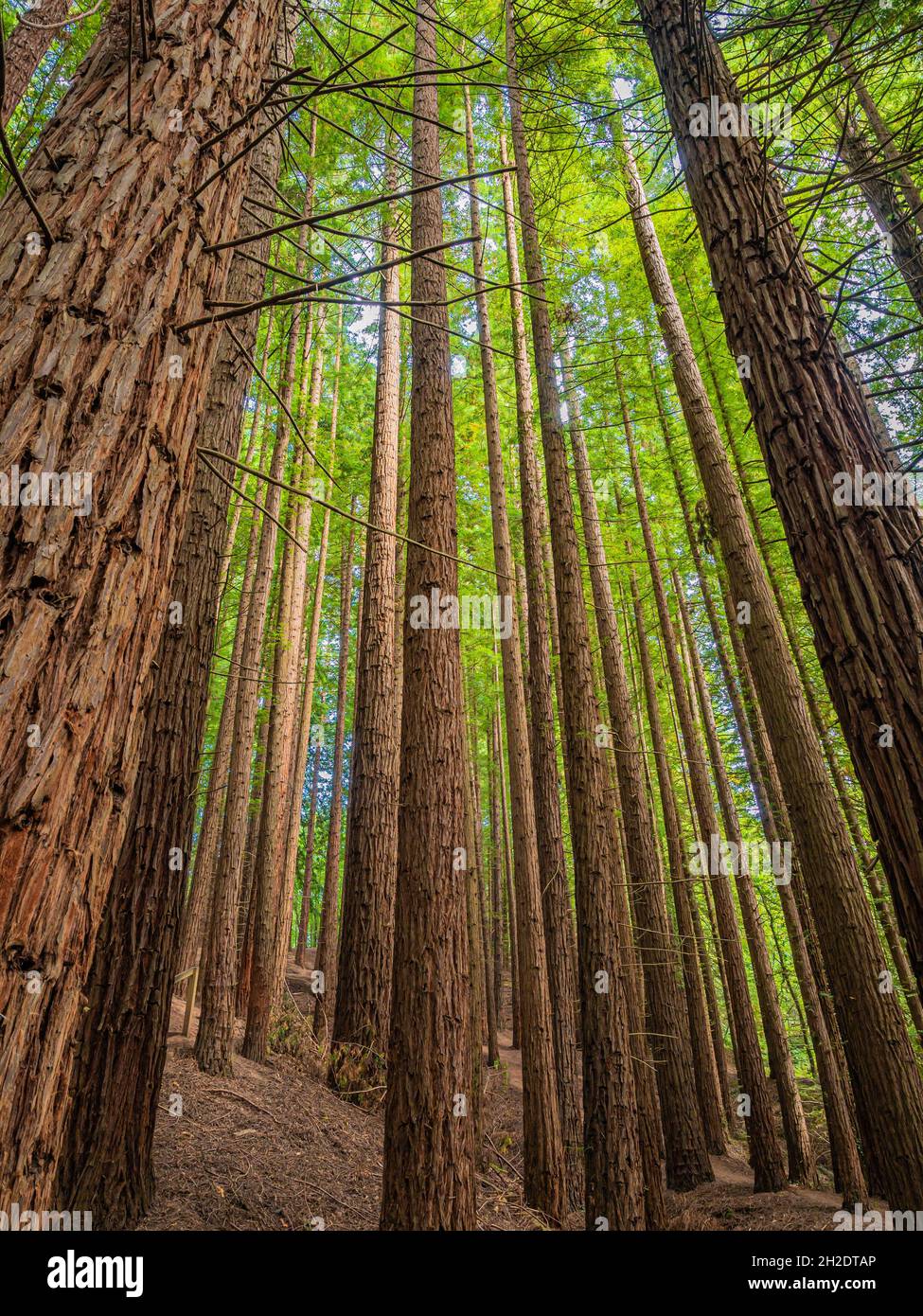Vertical low angle shot of the tall trees in a Cantabria redwood forest ...