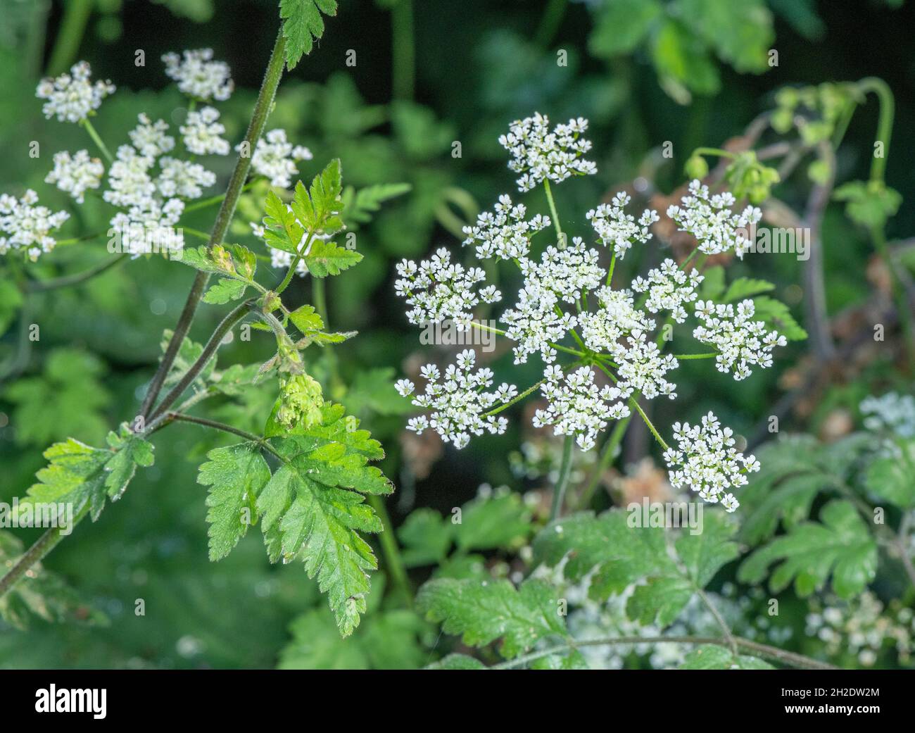 Rough chervil, Chaerophyllum temulum, in flower in hedge-bank, early summer. Stock Photo