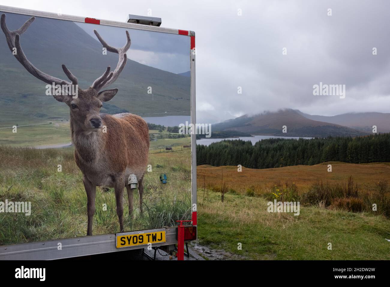 Photograph of a stag on the side of a fast food snack van, in a parking place, near Loch Tulla and Bridge of Orchy, in Scotland, on 19 October 2021. Stock Photo