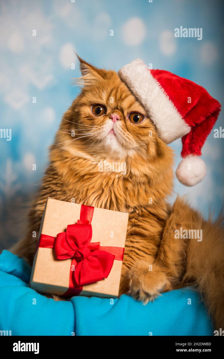 Red Persian cat in red Santa Claus hat on Christmas Stock Photo