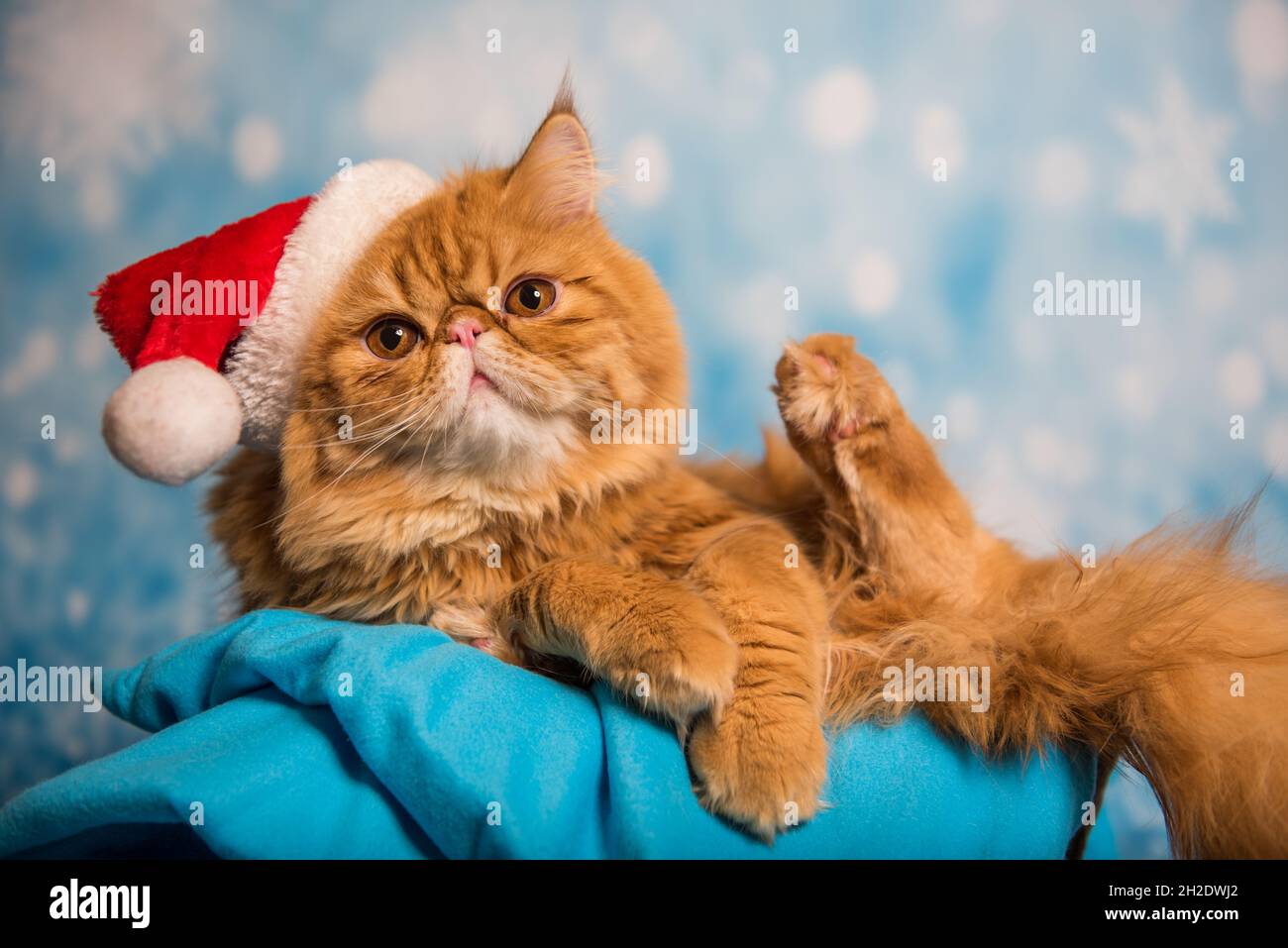 Red Persian cat in red Santa Claus hat on Christmas Stock Photo