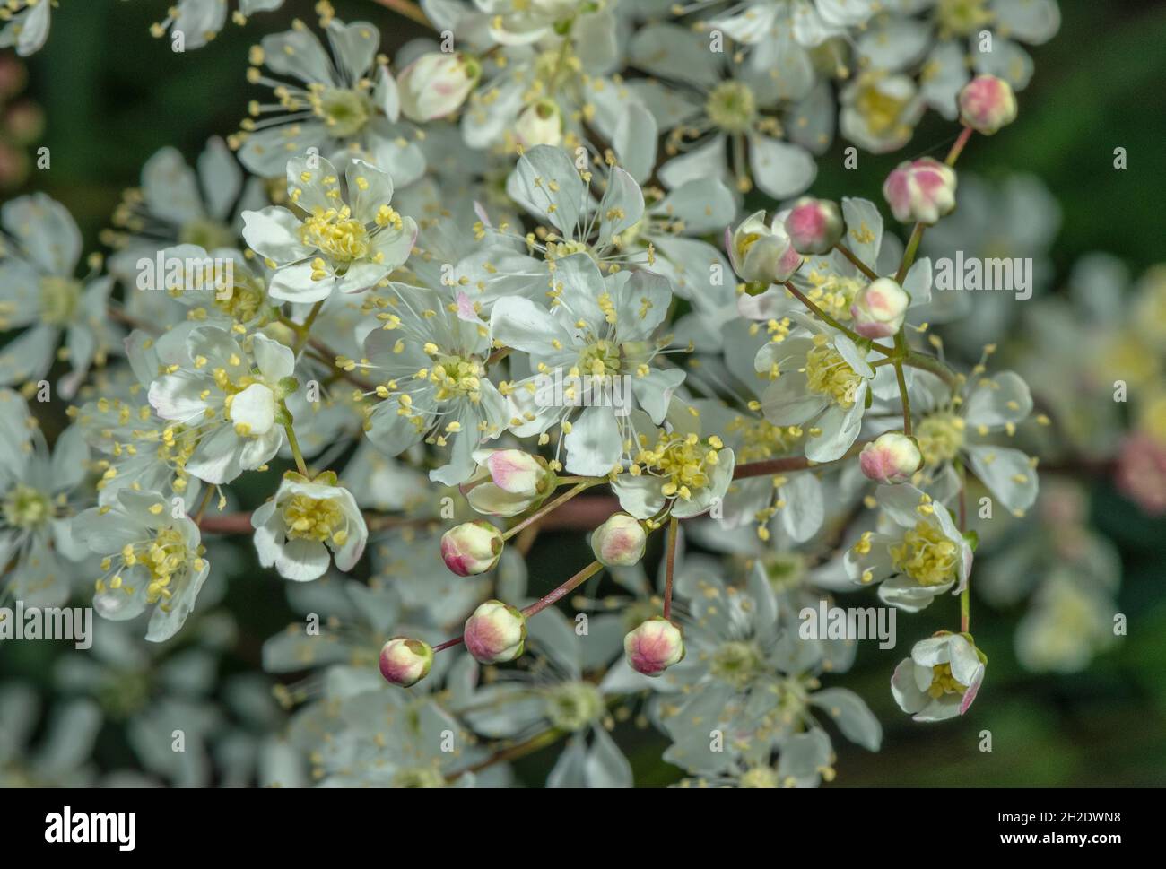 Close-up of flowers of Dropwort, Filipendula vulgaris, on limestone downland. Stock Photo