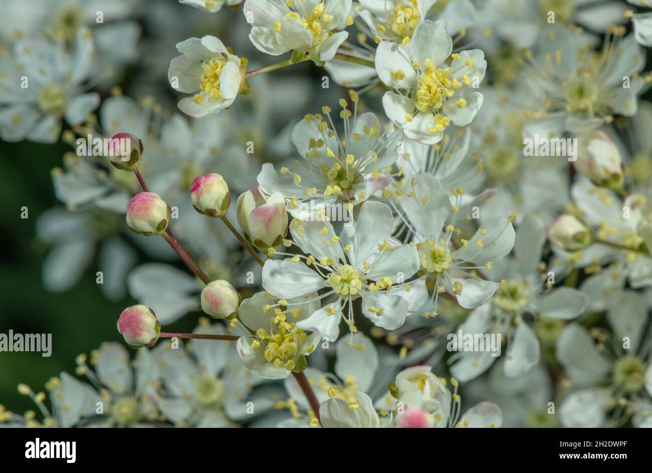 Close-up of flowers of Dropwort, Filipendula vulgaris, on limestone downland. Stock Photo