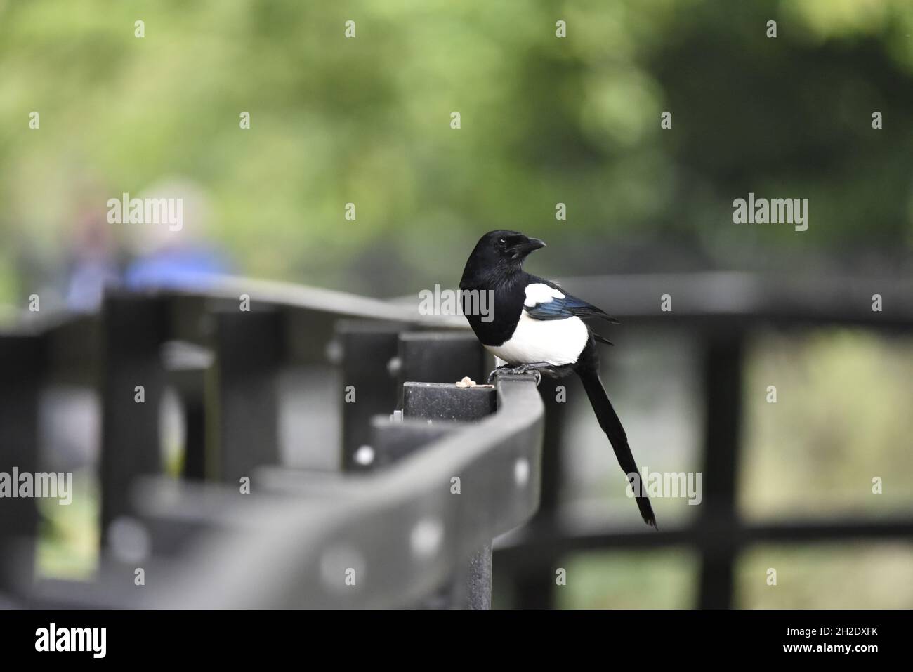 Black-Billed Magpie (Pica pica) Standing on Metal Railings in a Park in Staffordshire, England, UK, Facing Camera with Head Turned to Right of Shot Stock Photo