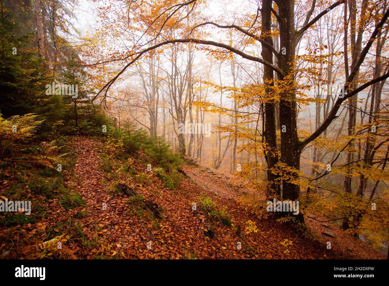 The big old oak tree in the autumn forest Stock Photo - Alamy