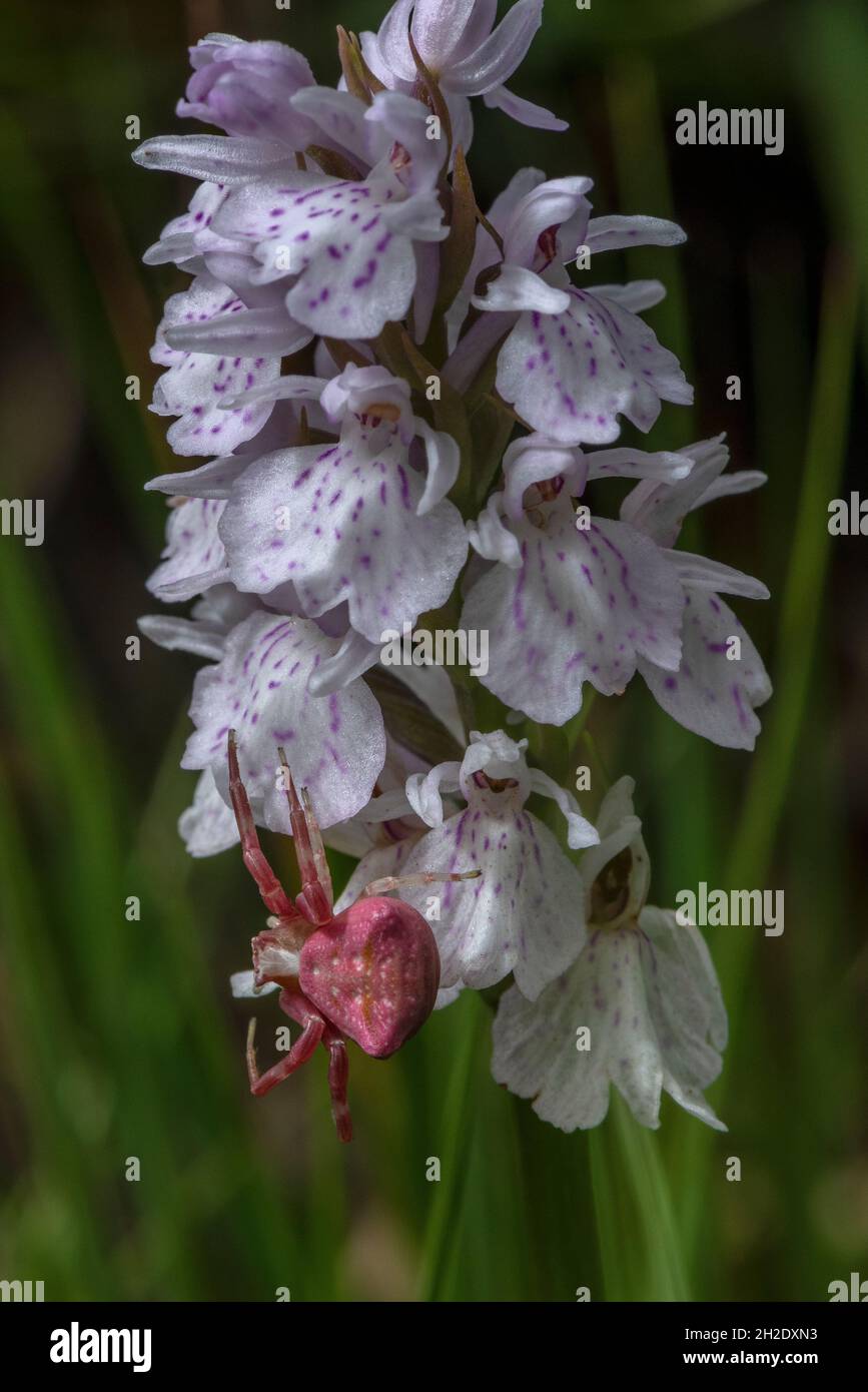 Female Pink Crab Spider, Thomisus onustus waiting on Heath Spotted Orchid, Dorset heathland. Stock Photo