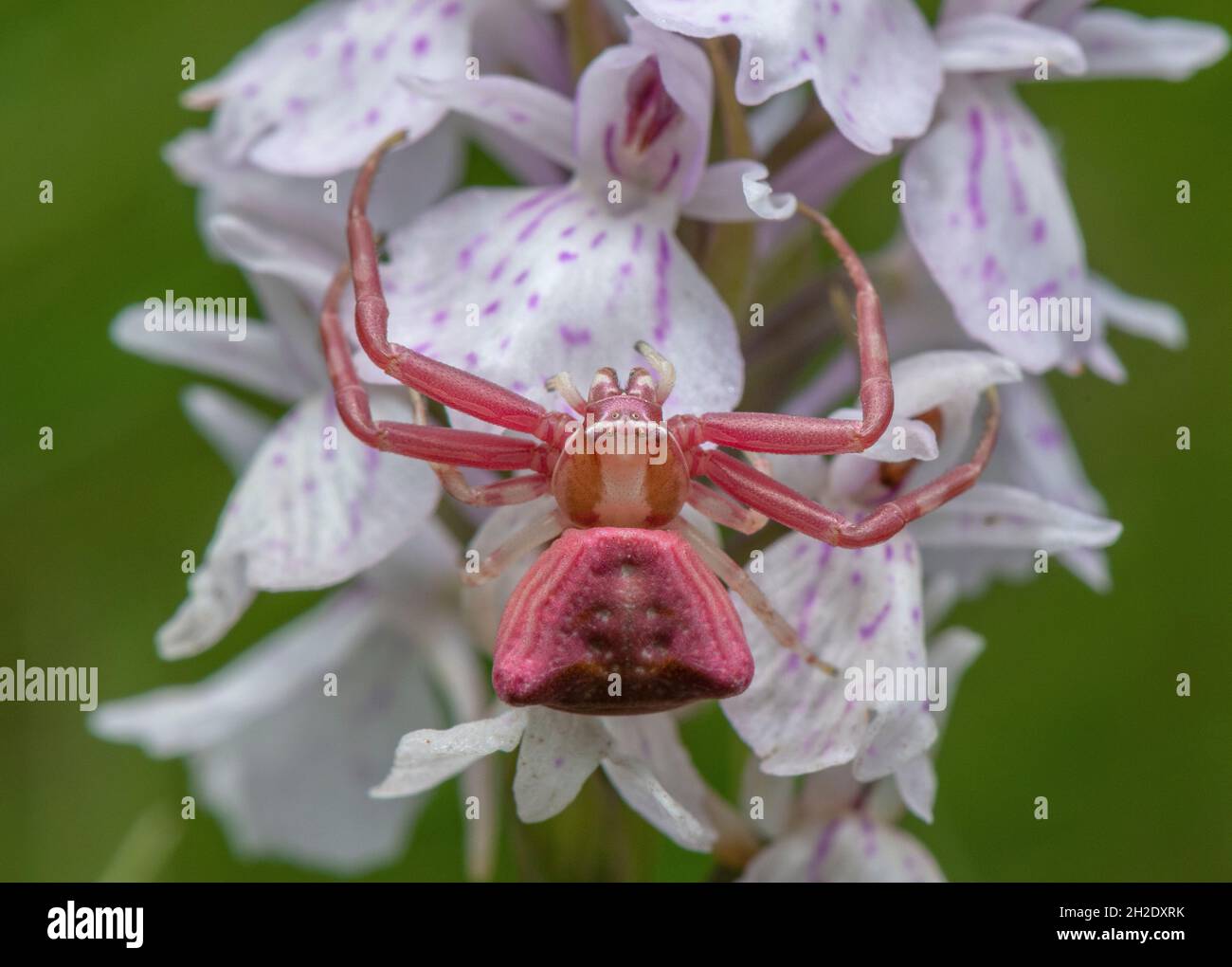 Female Pink Crab Spider, Thomisus onustus waiting on Heath Spotted Orchid, Dorset heathland. Stock Photo