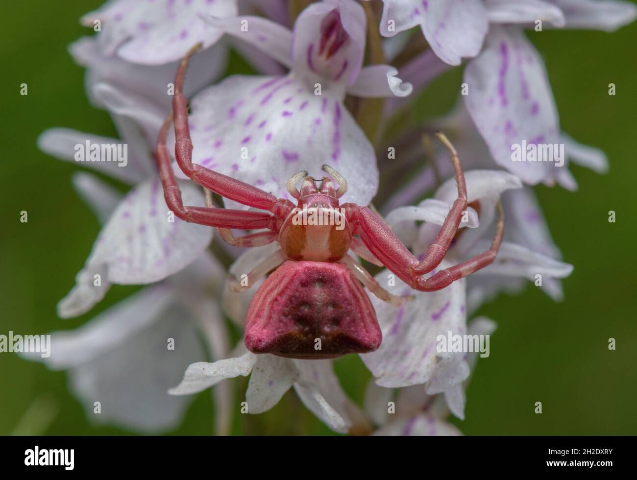 Female Pink Crab Spider, Thomisus onustus waiting on Heath Spotted Orchid, Dorset heathland. Stock Photo