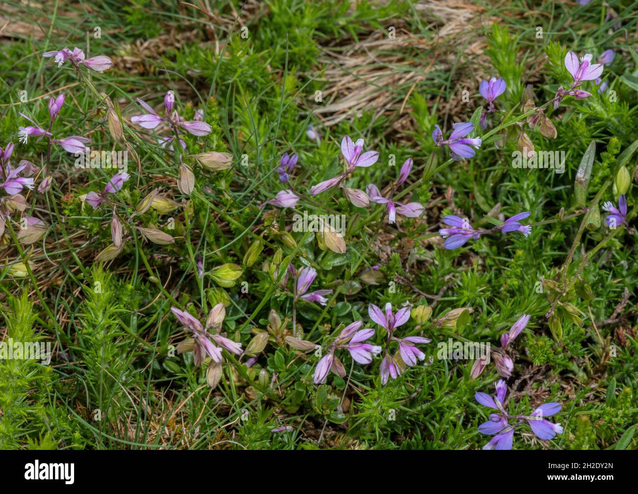 Heath Milkwort, Polygala serpyllifolia, in flower on Dorset heathland. Stock Photo