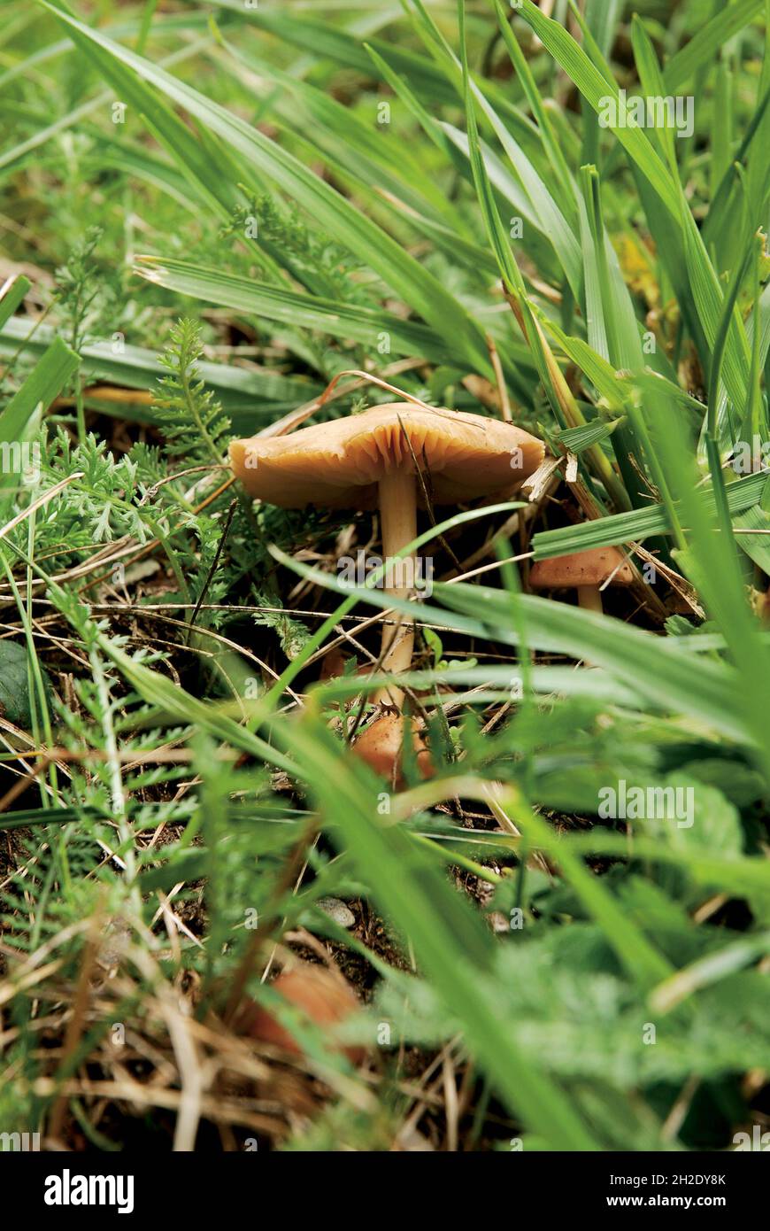 Closeup of Marasmius oreades mushrooms in the forest Stock Photo