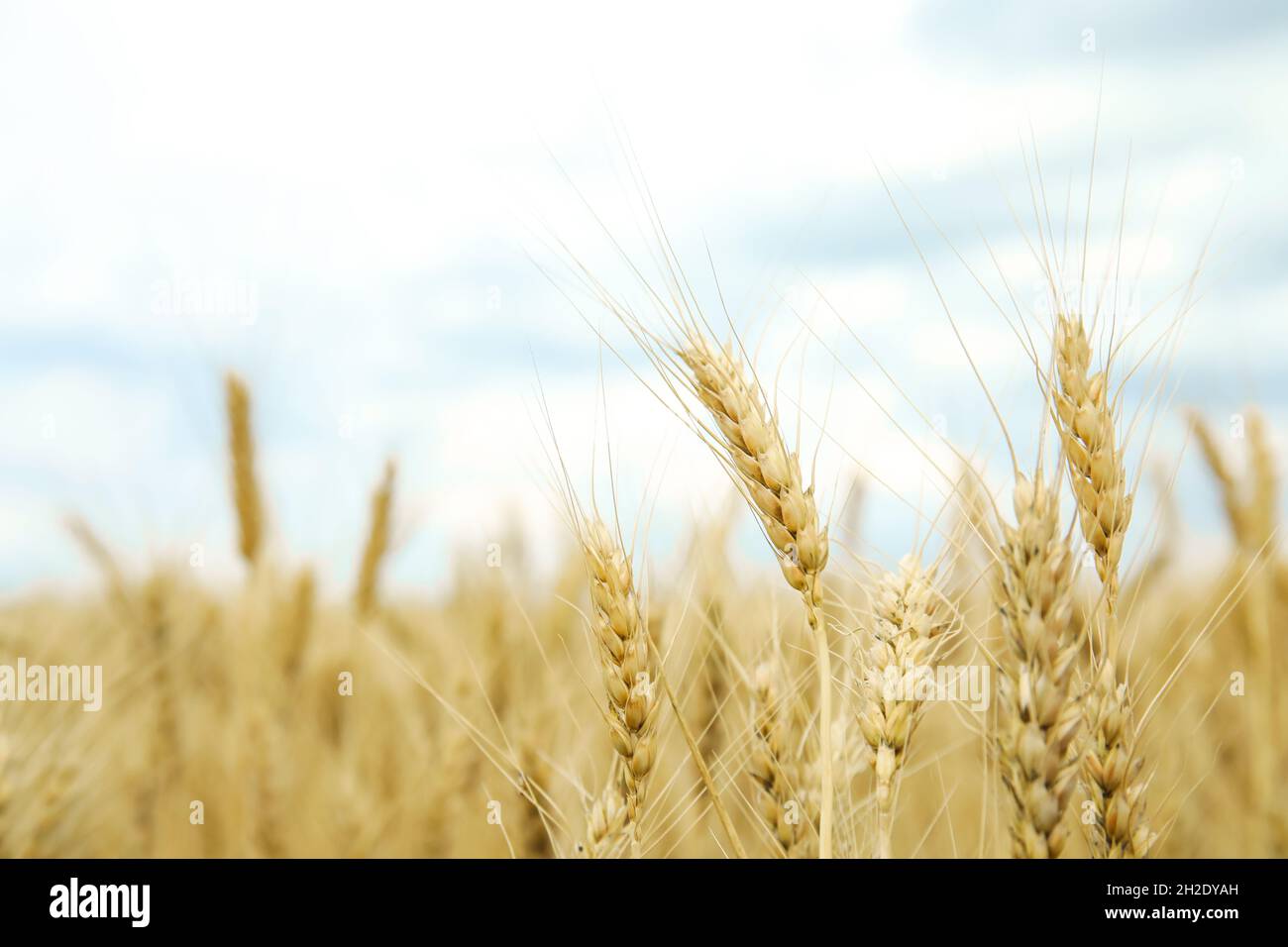 Golden wheat in grain field. Cereal farming Stock Photo Alamy