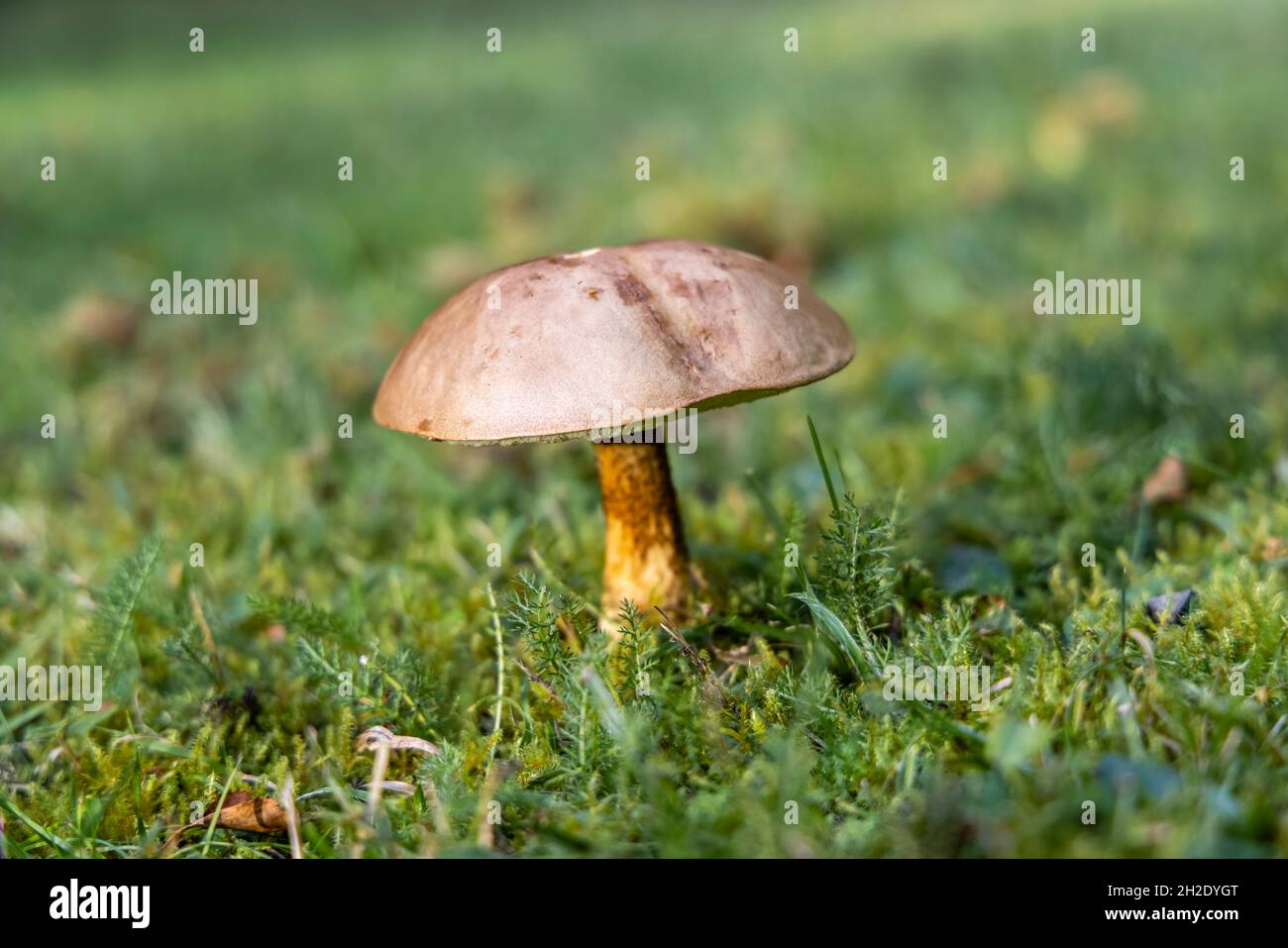 A large brown toadstool fruiting body growing in grass in autumn in a garden in Surrey, south-east England Stock Photo