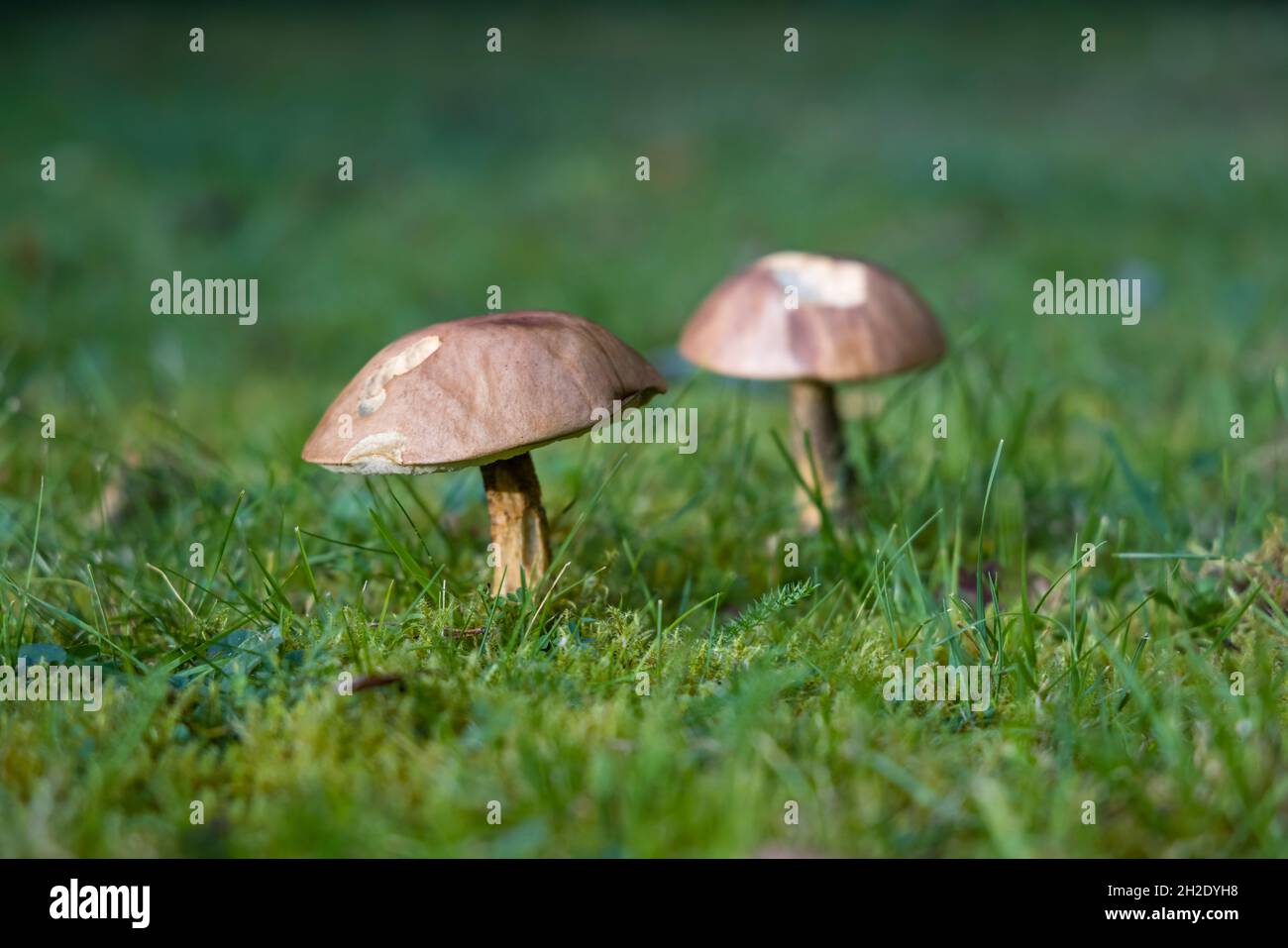 A pair of large brown toadstool fruiting bodies damaged by being eaten by slugs growing in grass in autumn in a garden in Surrey, south-east England Stock Photo