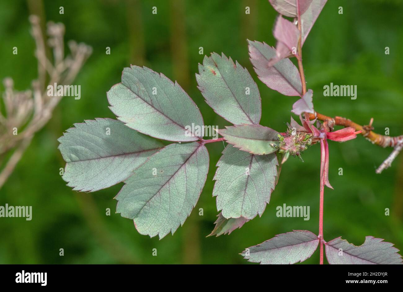 Leaves of Red-leaved Rose, Rosa glauca. Stock Photo
