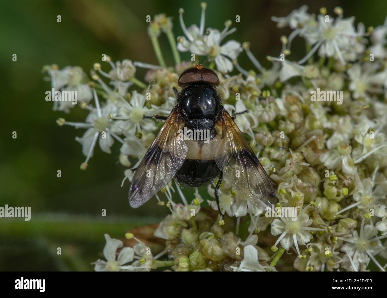 Great Pied Hoverfly, Volucella pellucens, visiting the flowers of an umbellifer. Stock Photo