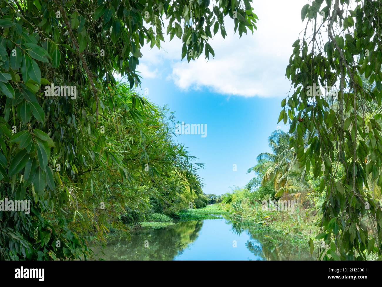 River located on the Caribbean island of Trinidad surrounded by tropical foliage reflected in the calm waters framed by leaves. Stock Photo