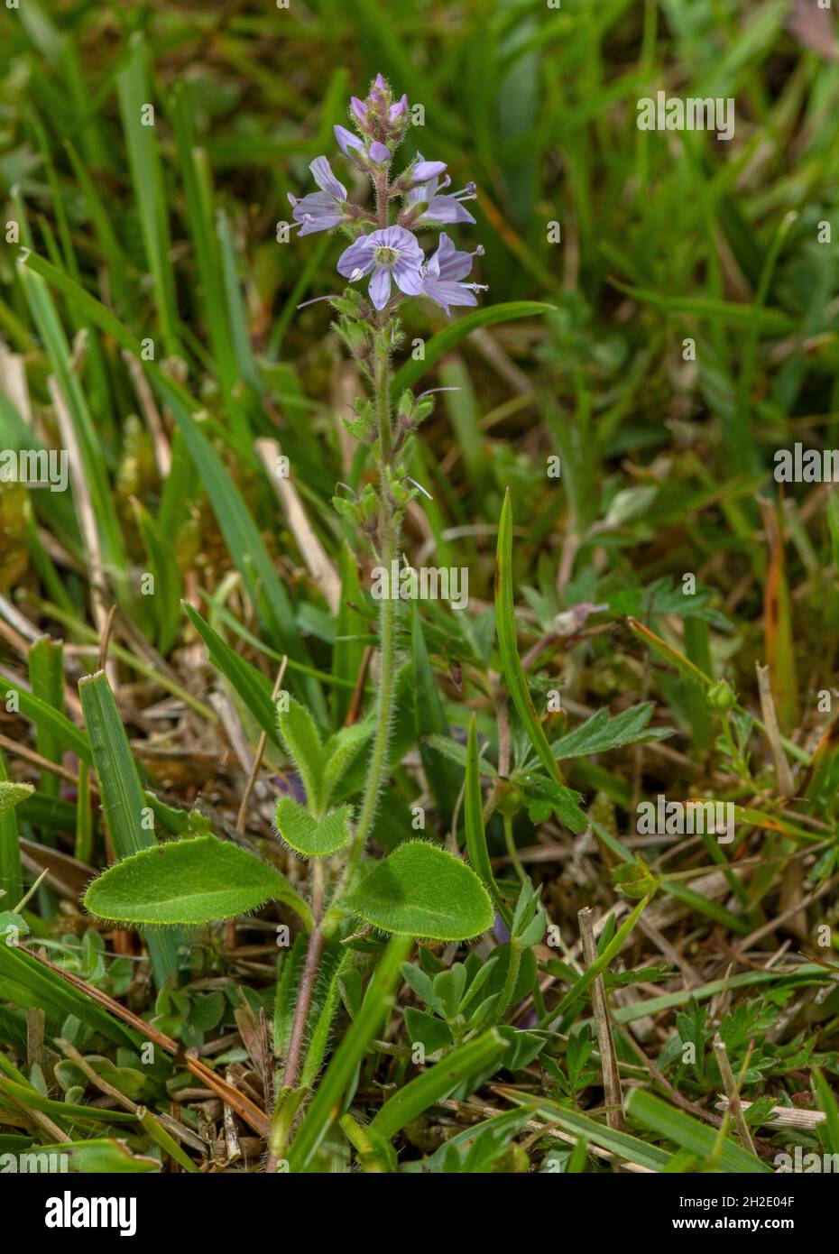 Heath speedwell, Veronica officinalis, in flower in heathy grassland, Dorset. Stock Photo