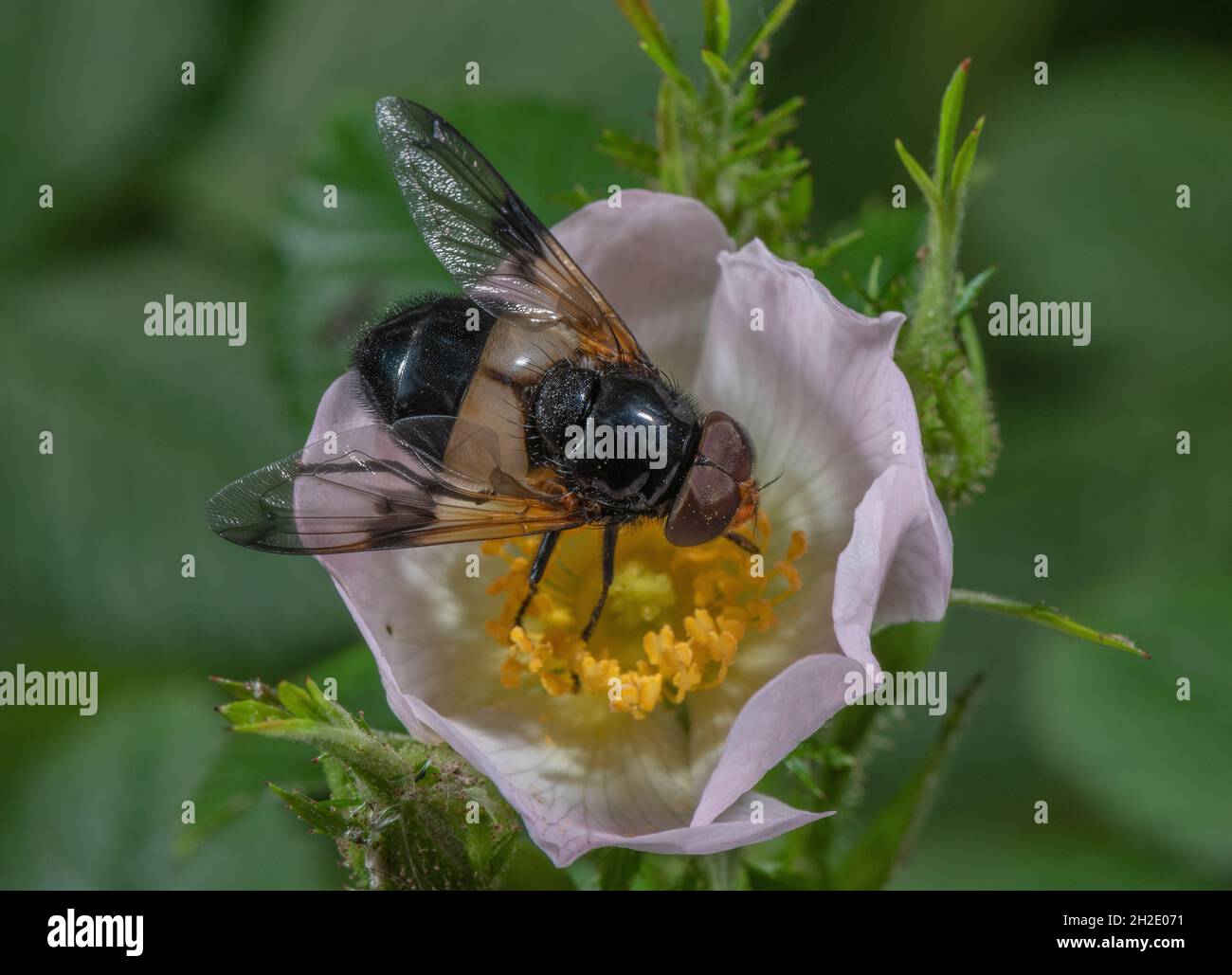Great Pied Hoverfly, Volucella pellucens, visiting the flower of a dog-rose, Rosa corymbifera. Stock Photo